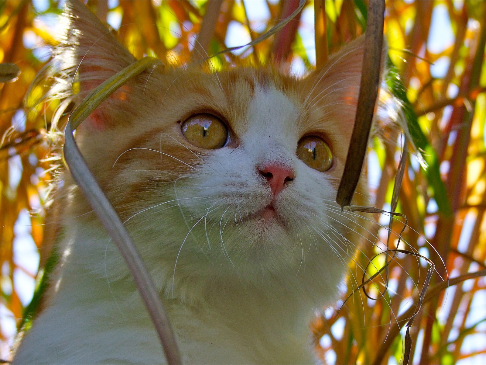 Красивый котенок с желтыми глазами сидит в траве