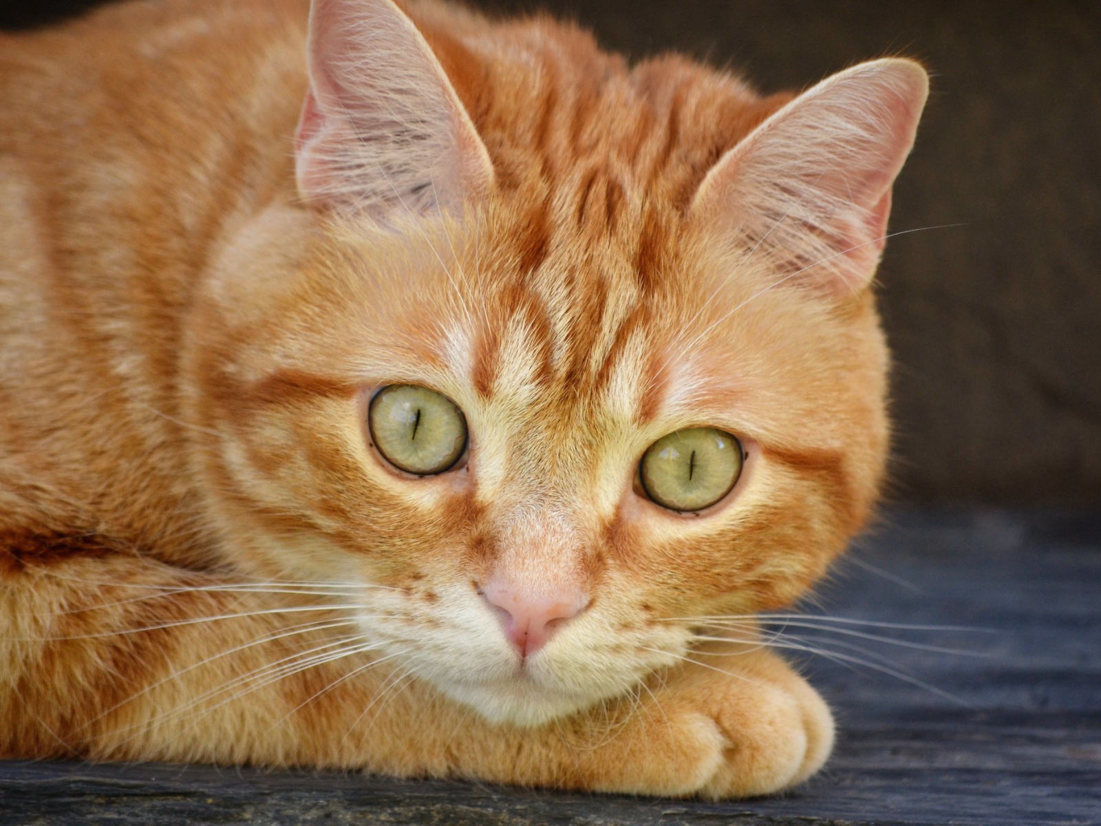 Рыжий красивый кот с большими зелеными глазами