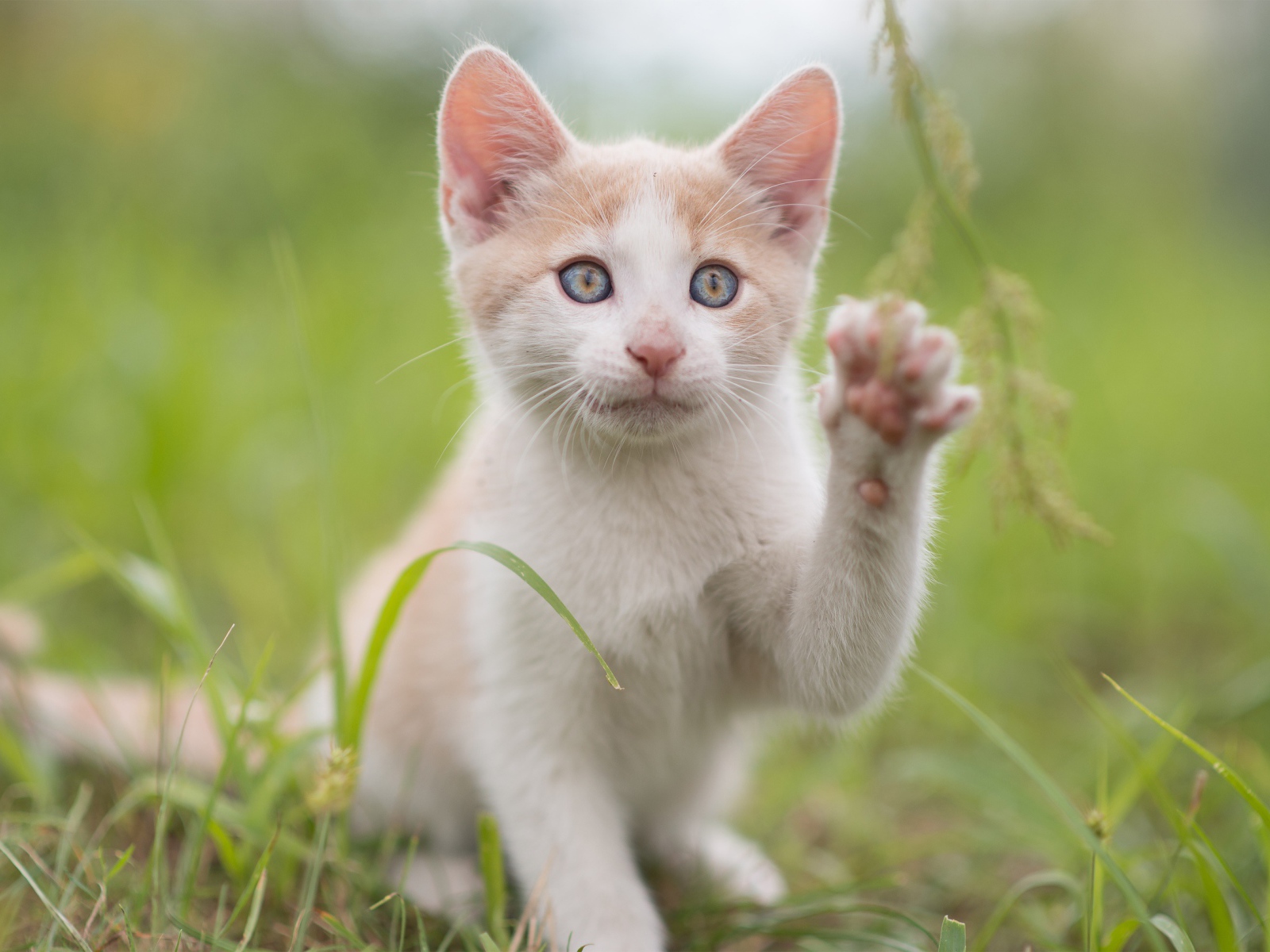 Красивый белый с рыжим котенок поднял лапку