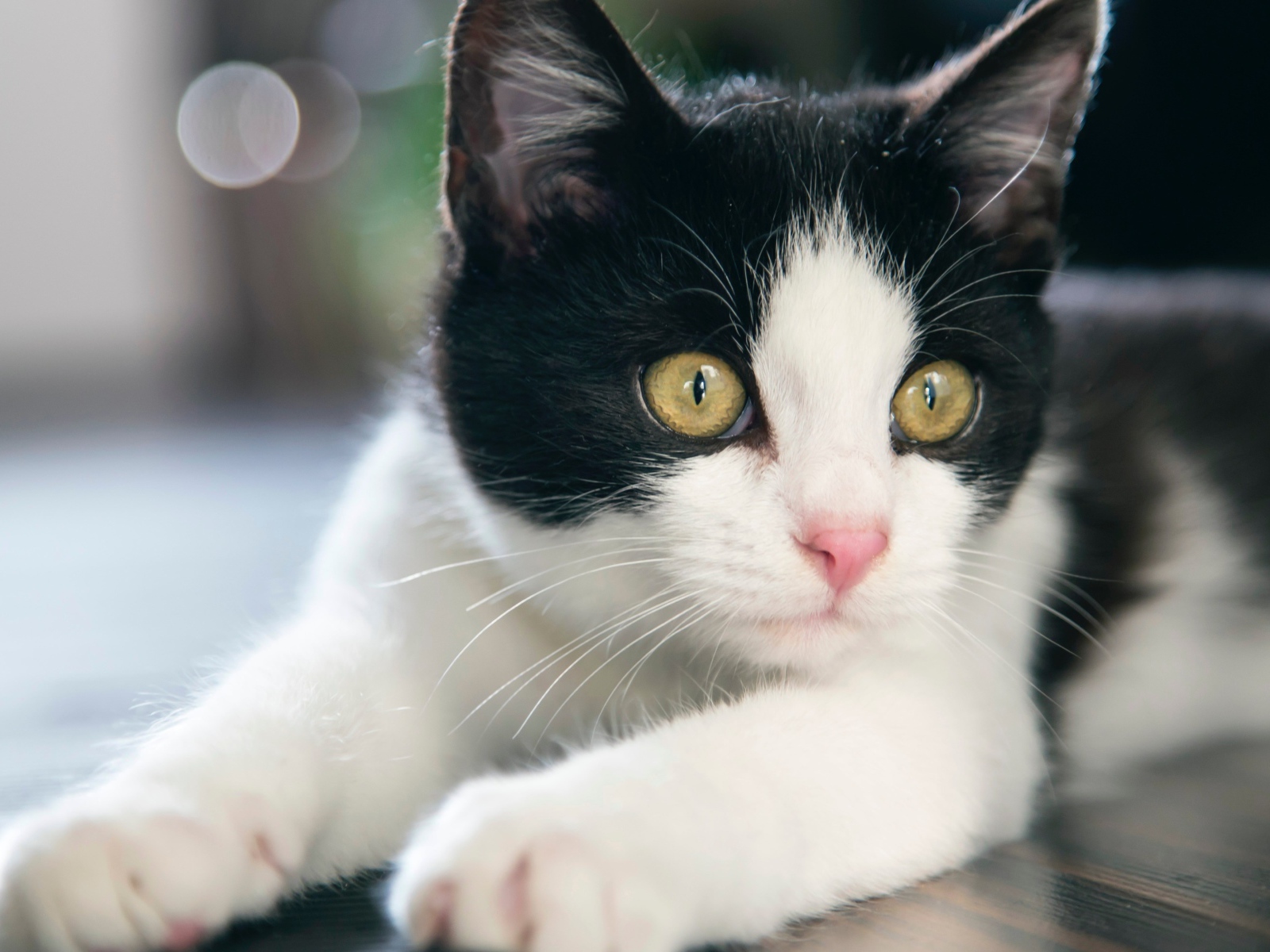 Красивый белый с черным котенок с желтыми глазами