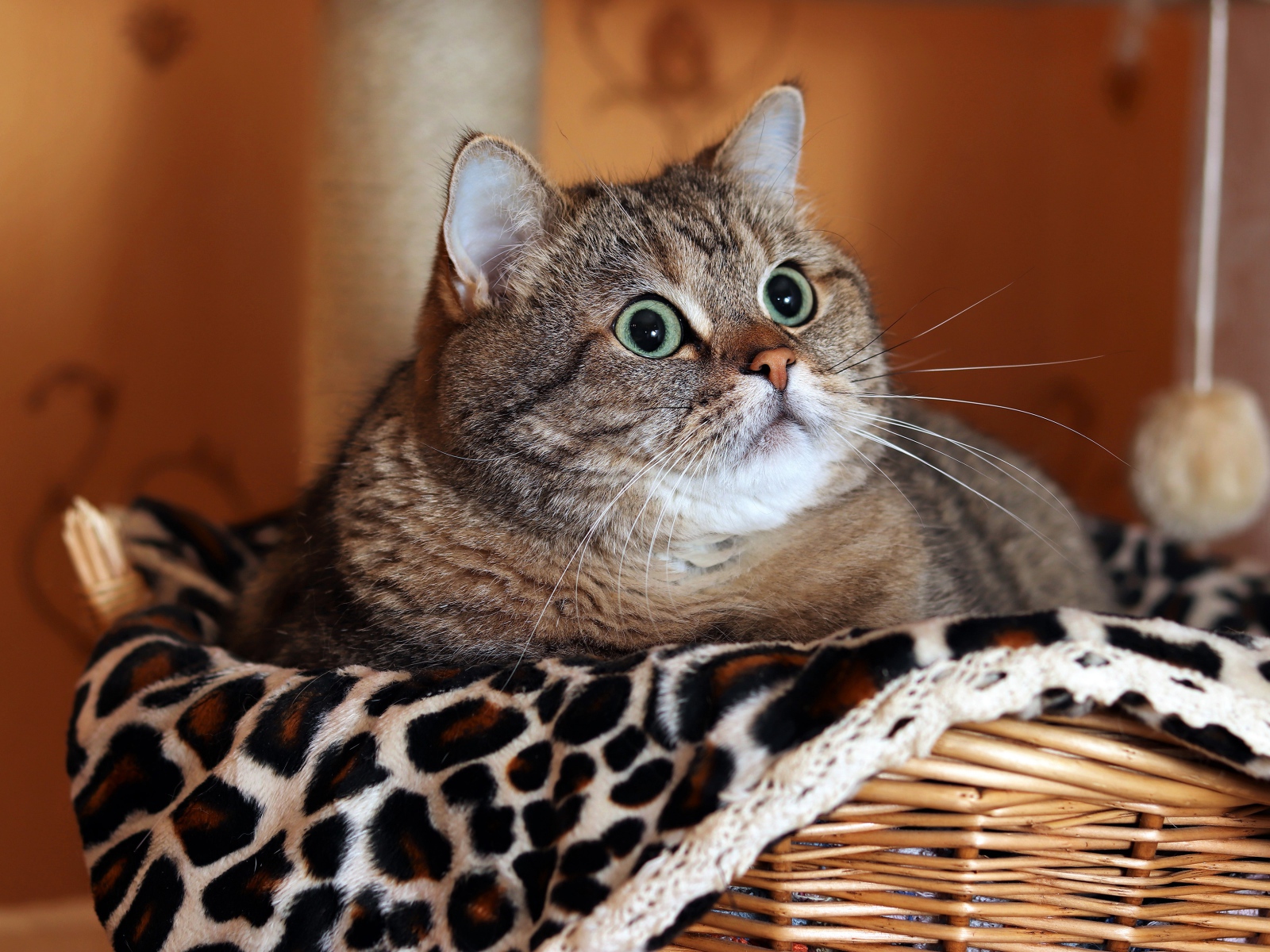 Большой породистый серый кот лежит в корзине