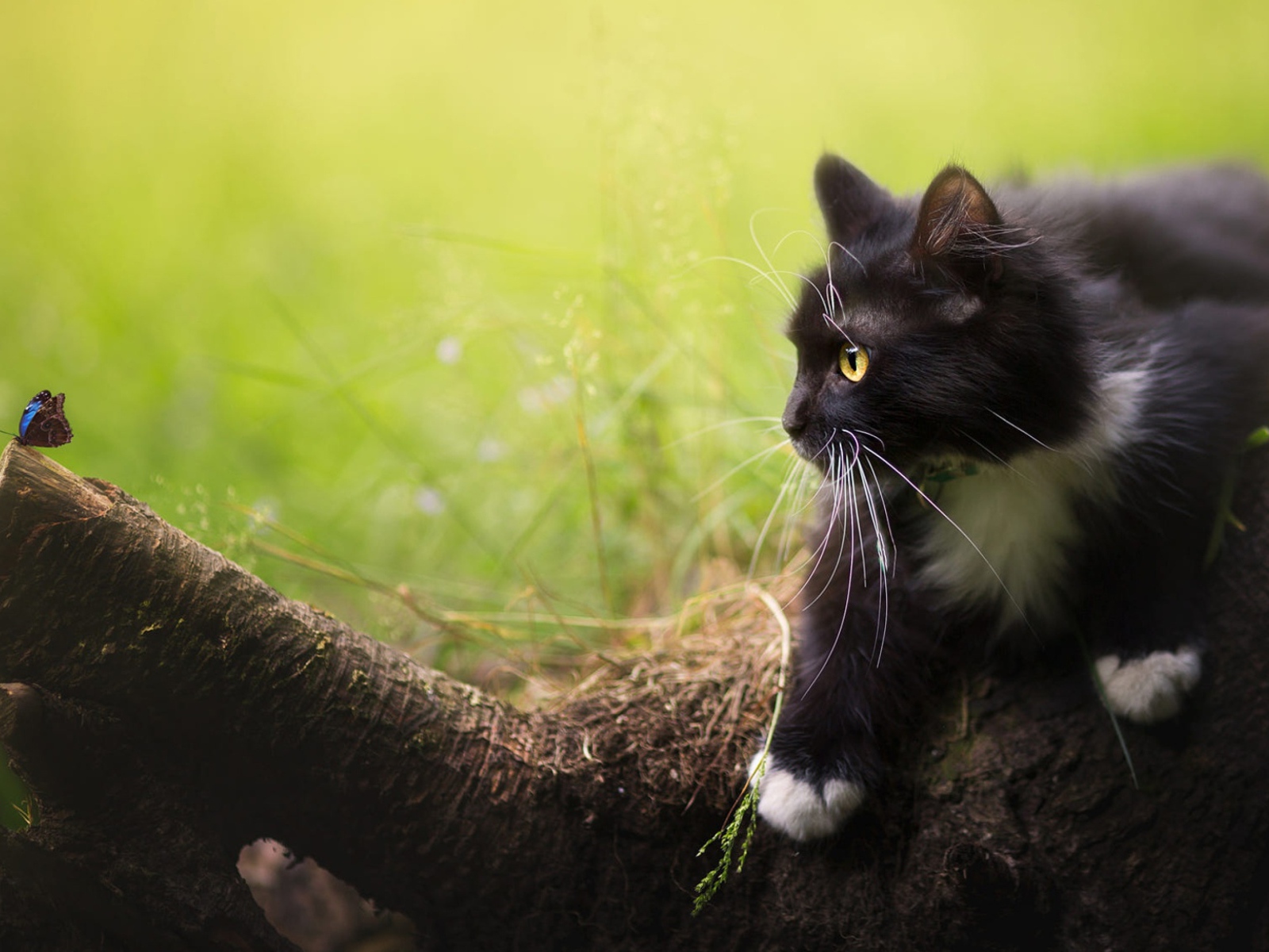 Черный котенок смотрит на бабочку на дереве 