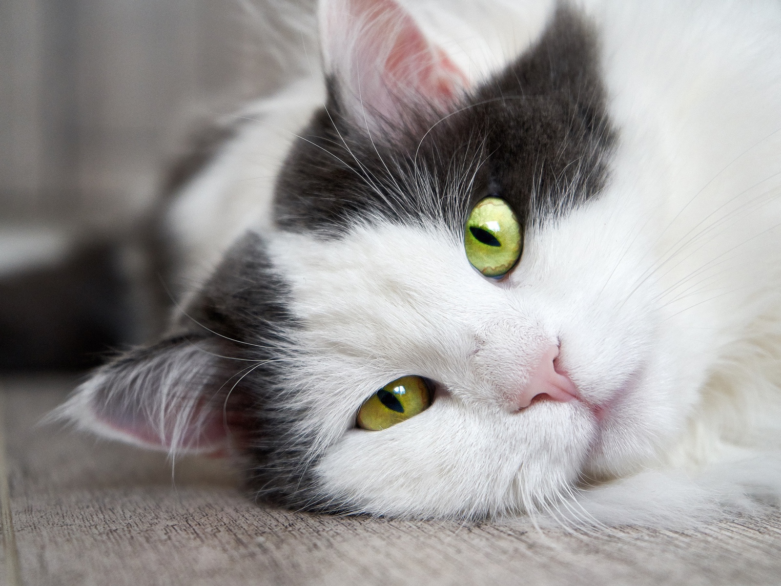 Пушистый белый с черным кот лежит на полу