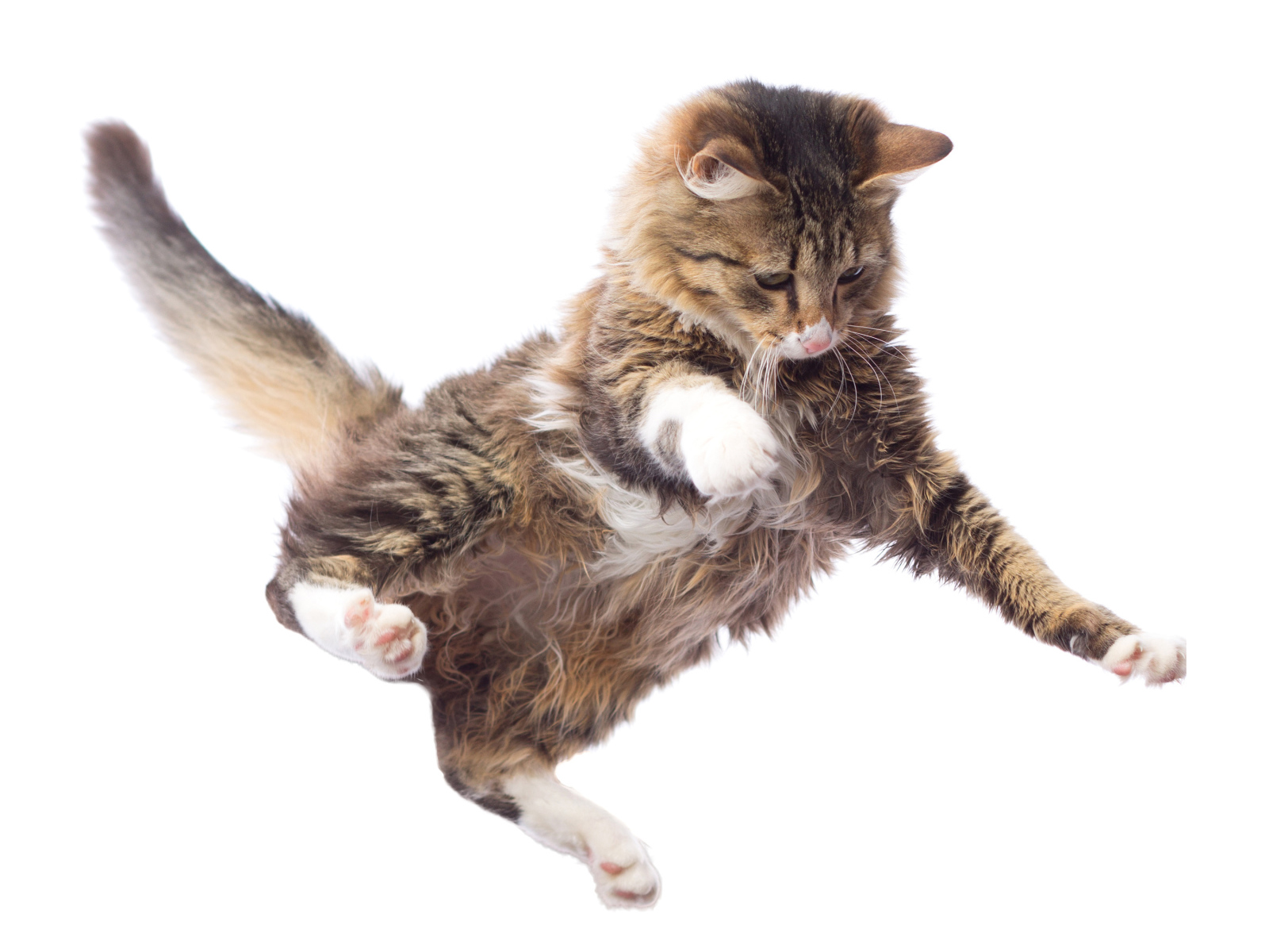 Прыжок серого кота на белом фоне