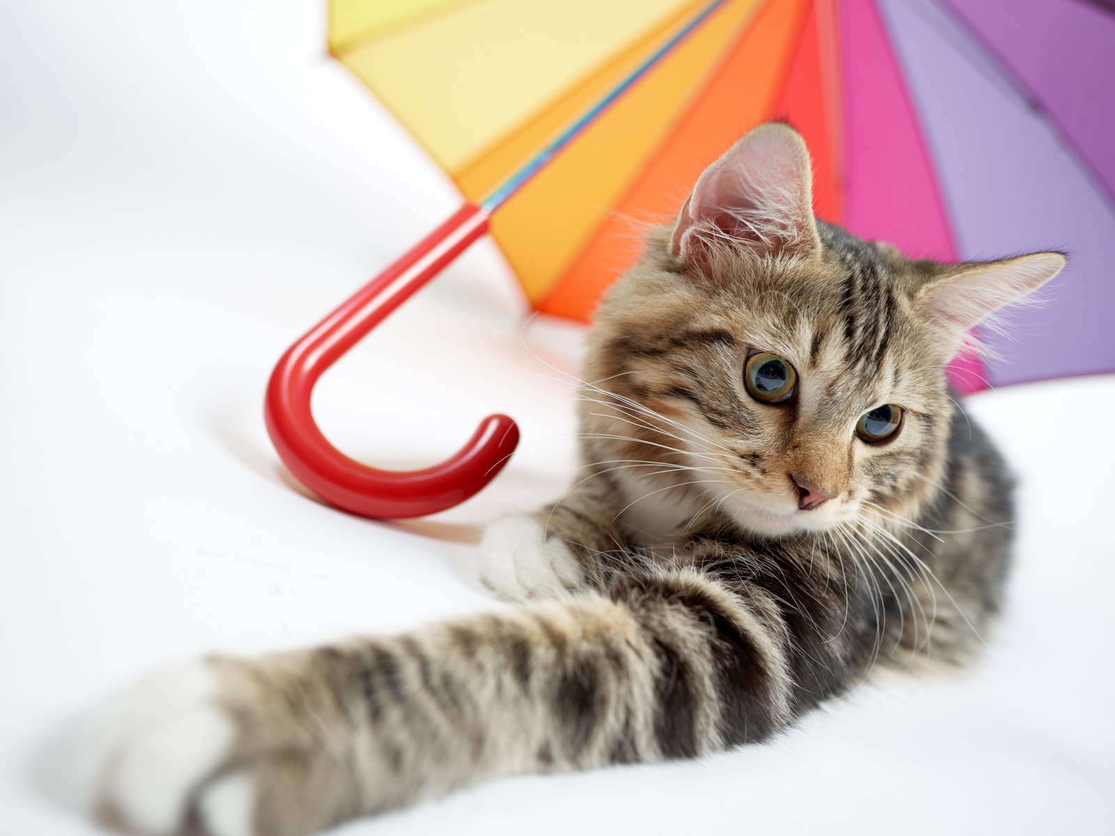 Gray cat lies under a multi-colored umbrella