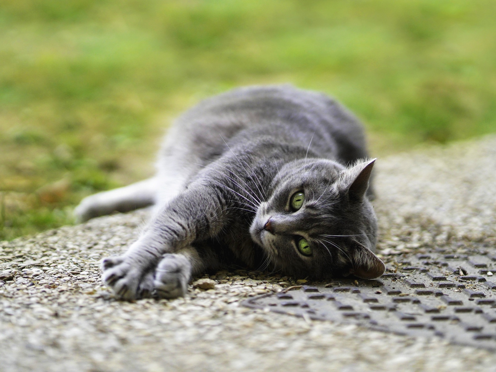 Серый кот лежит на асфальте