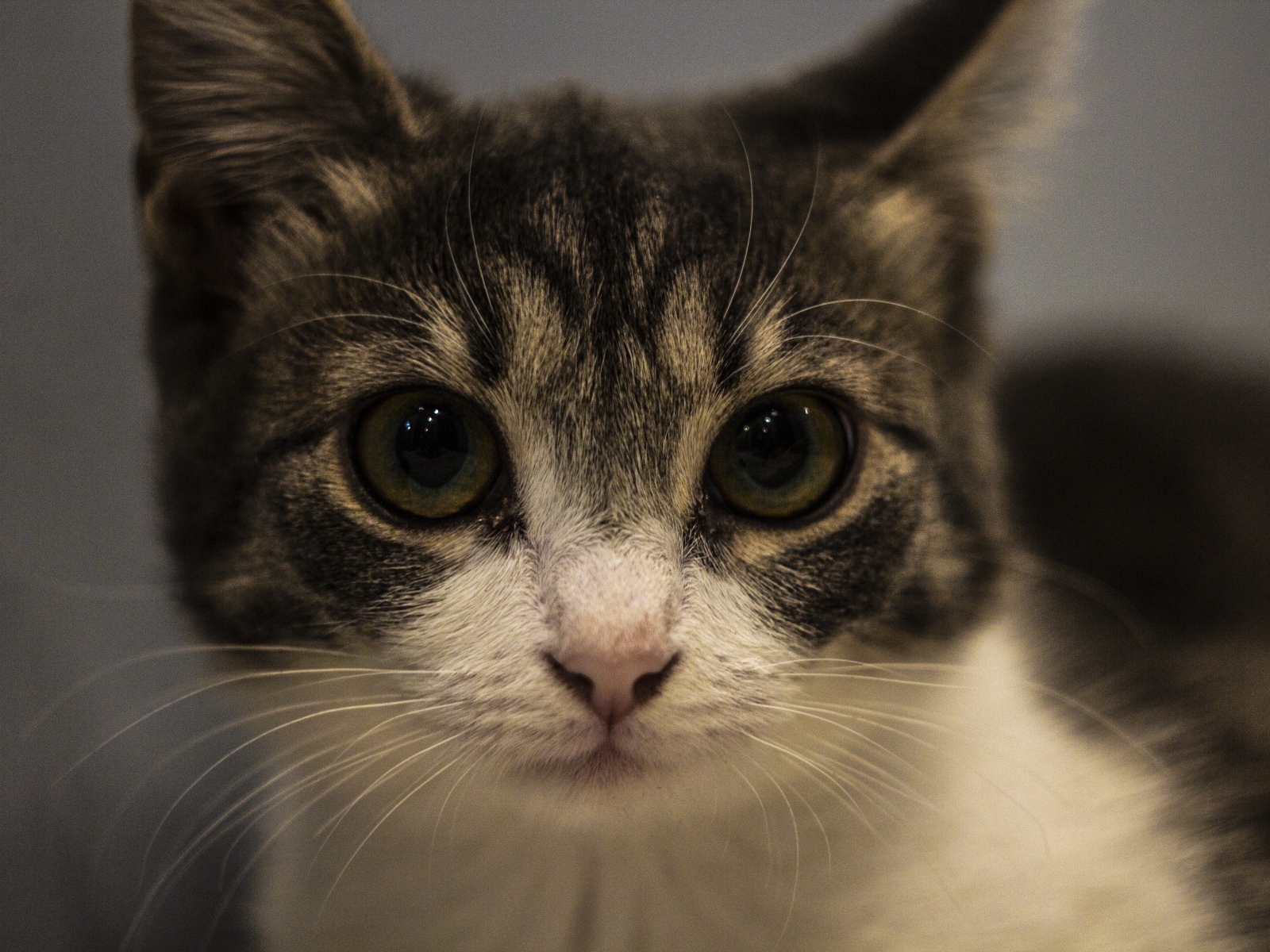 Домашний серый с белым котенок крупным планом