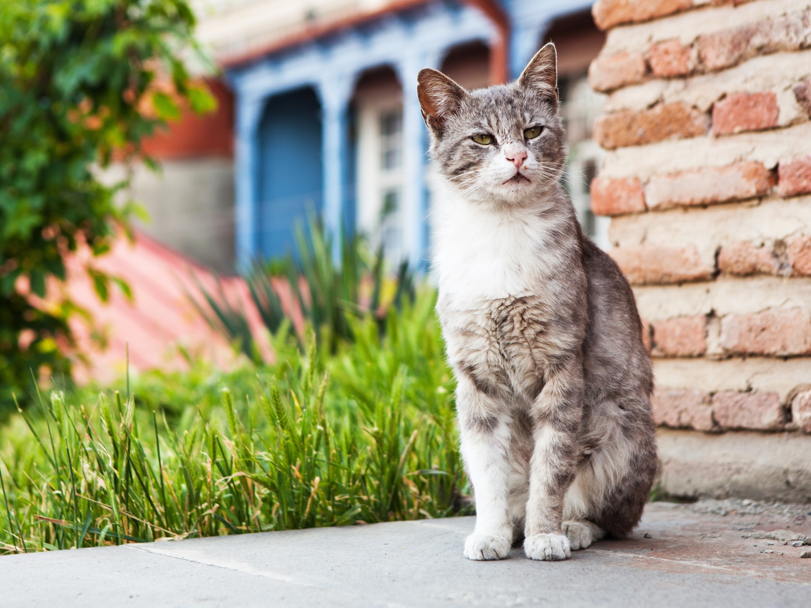 Бездомный серый кот сидит у стены