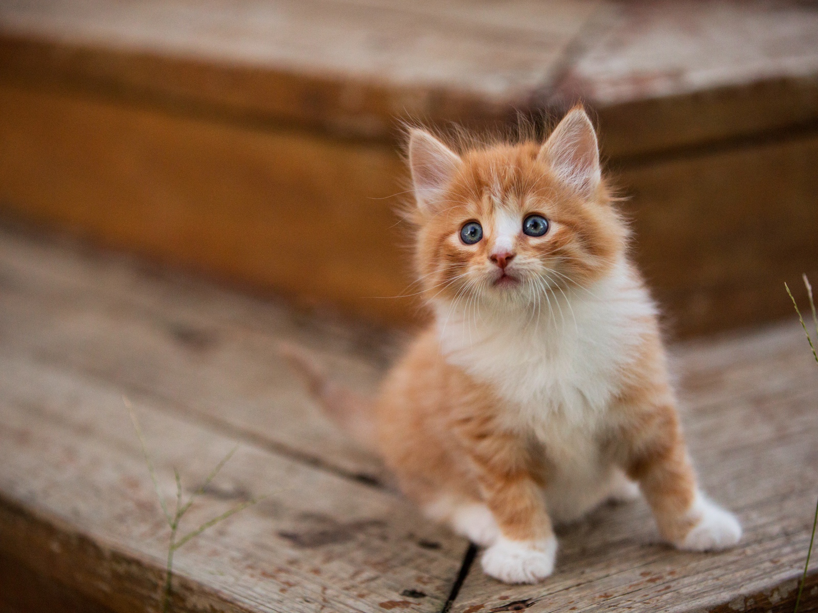 Маленький милый пушистый рыжий голубоглазый котенок