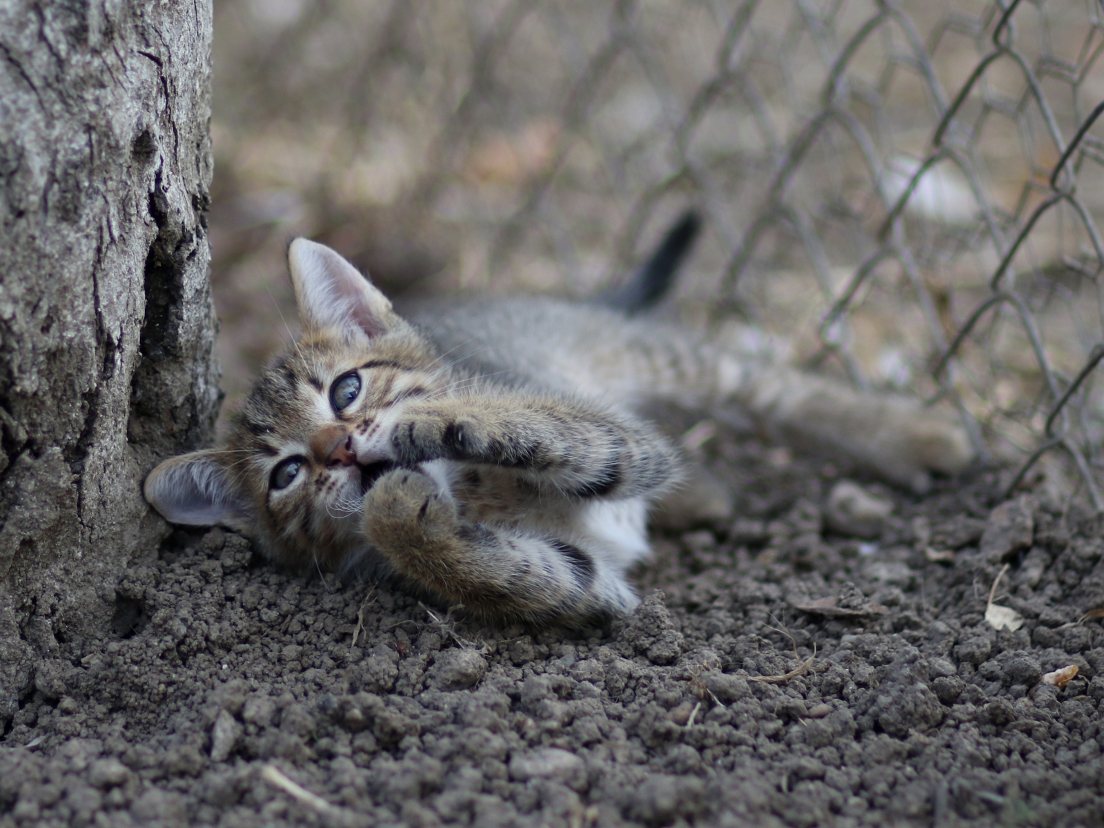 Маленький серый котенок играет у дерева на земле 