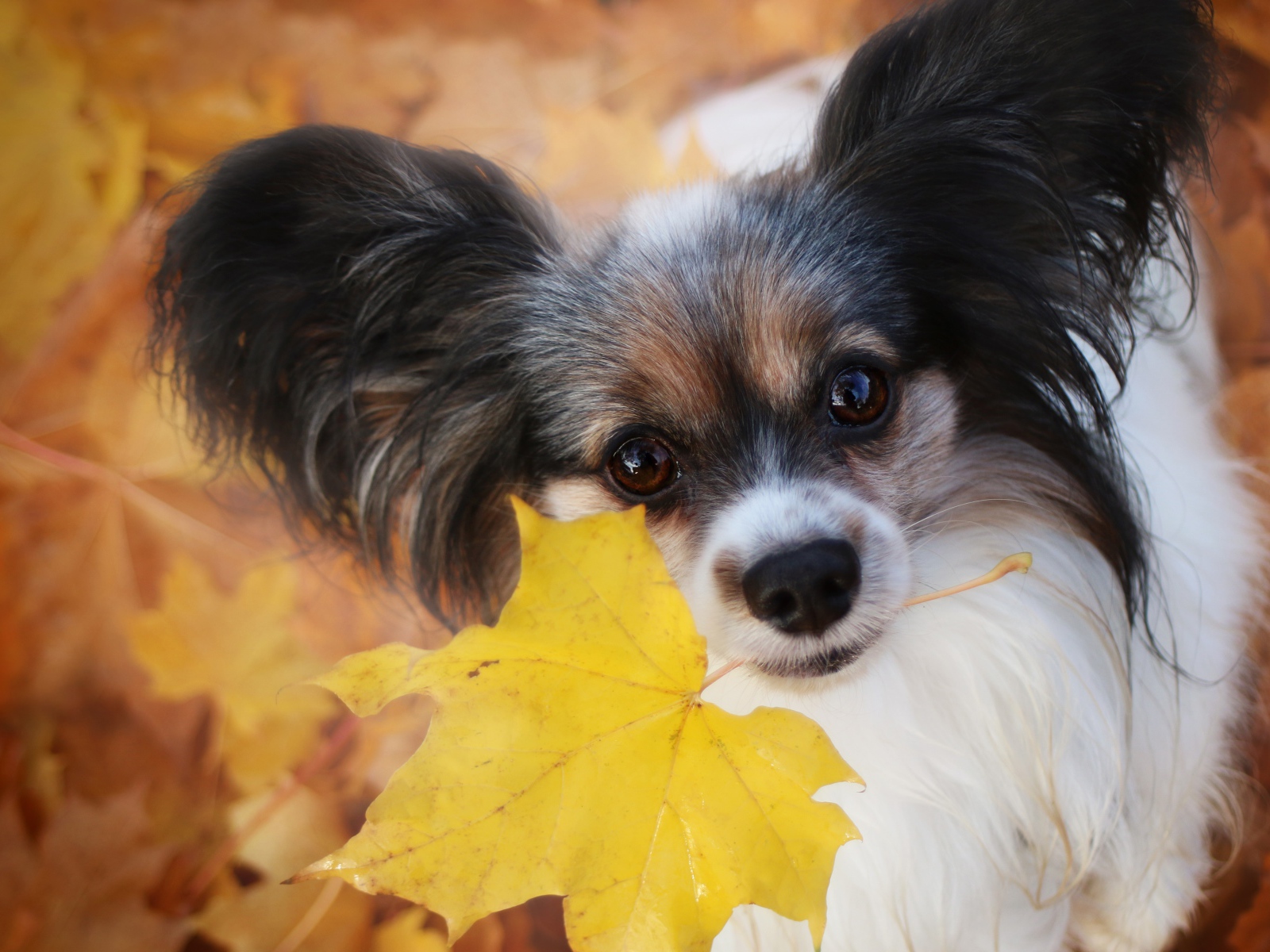 Собака папильон с опавшим листом в зубах