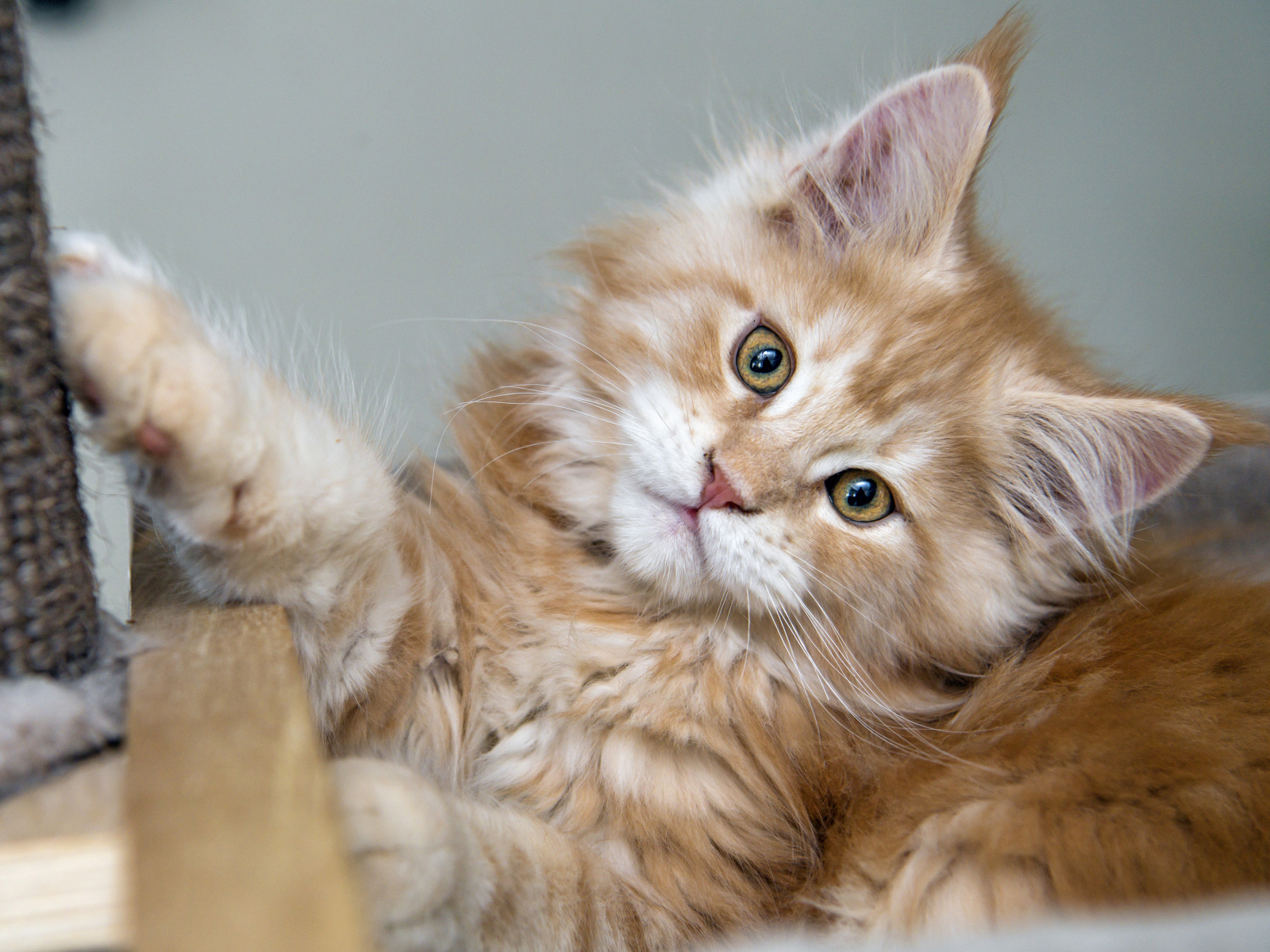 Рыжий пушистый котенок мейн кун