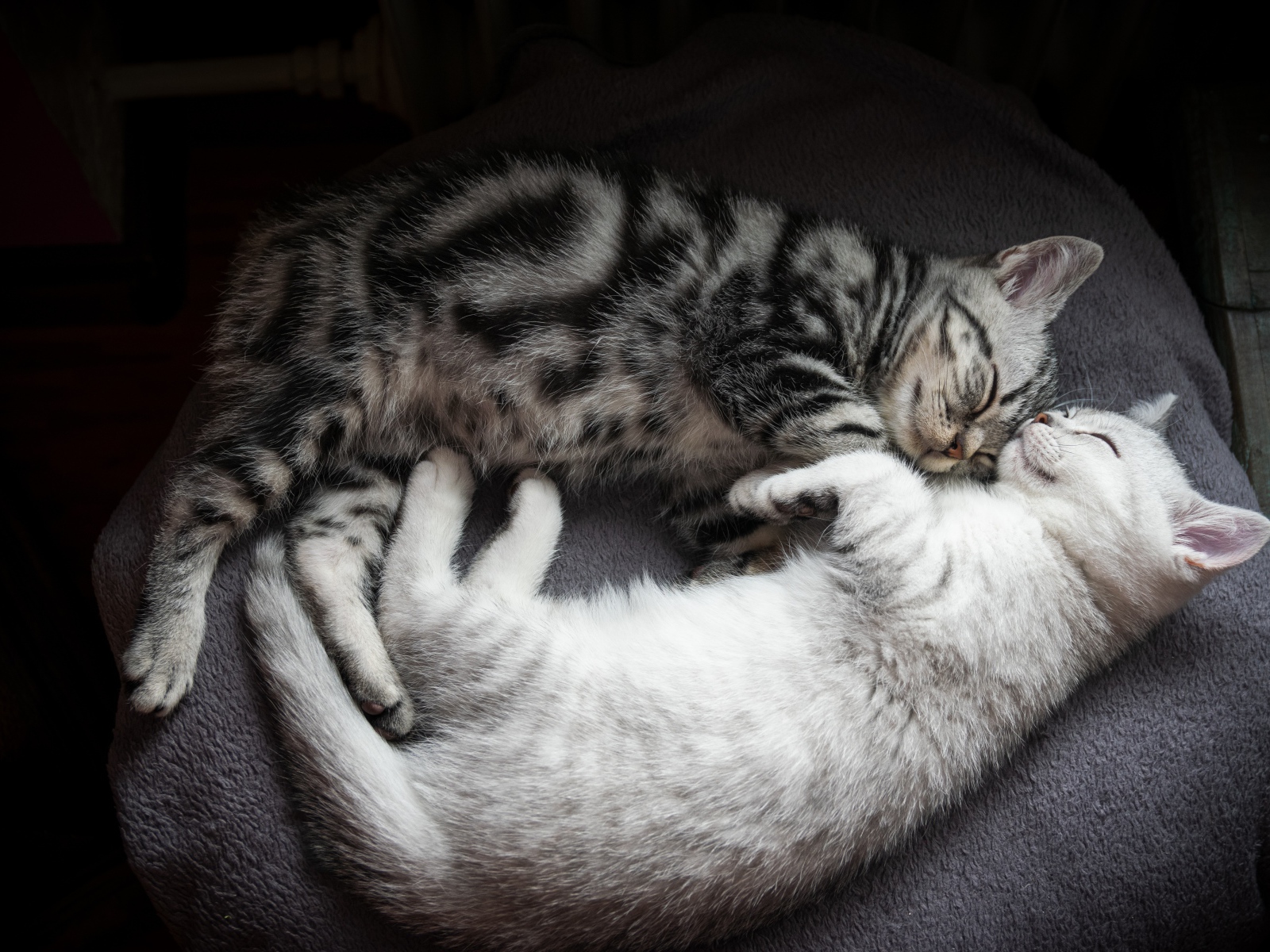 Два милых породистых котенка спят на кровати 