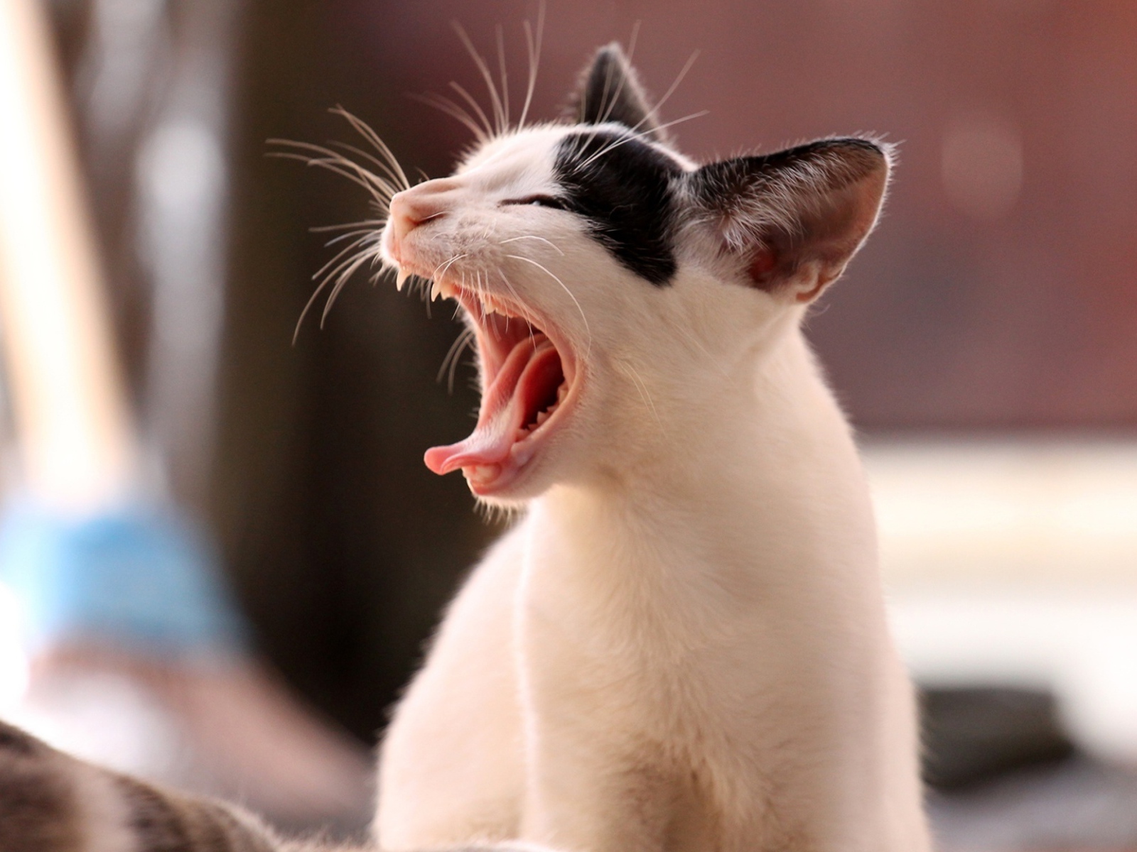 Белый кот с черными пятнами зевает 