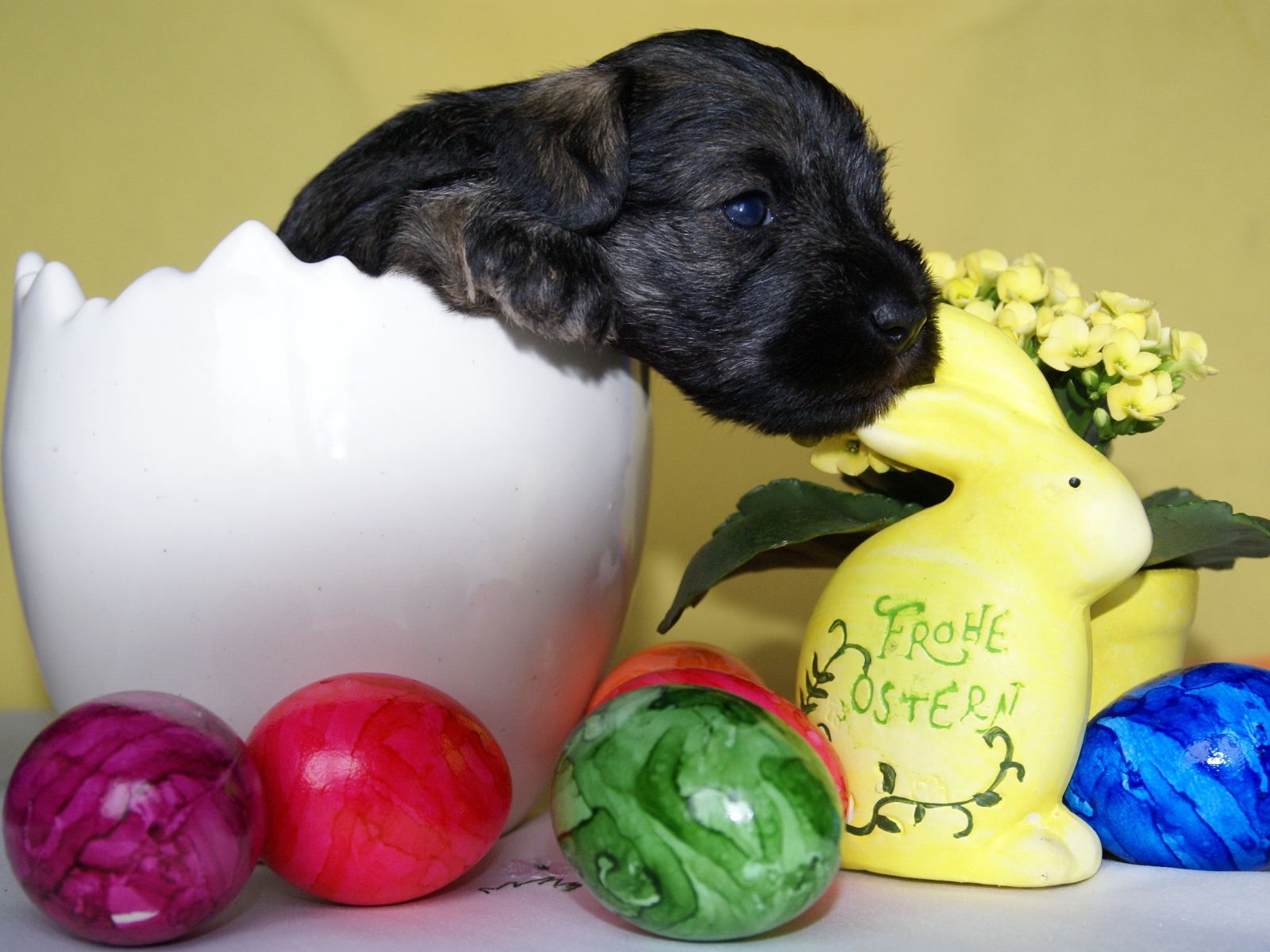 Маленький черный щенок сидит в белой вазе на столе с крашеными яйцами