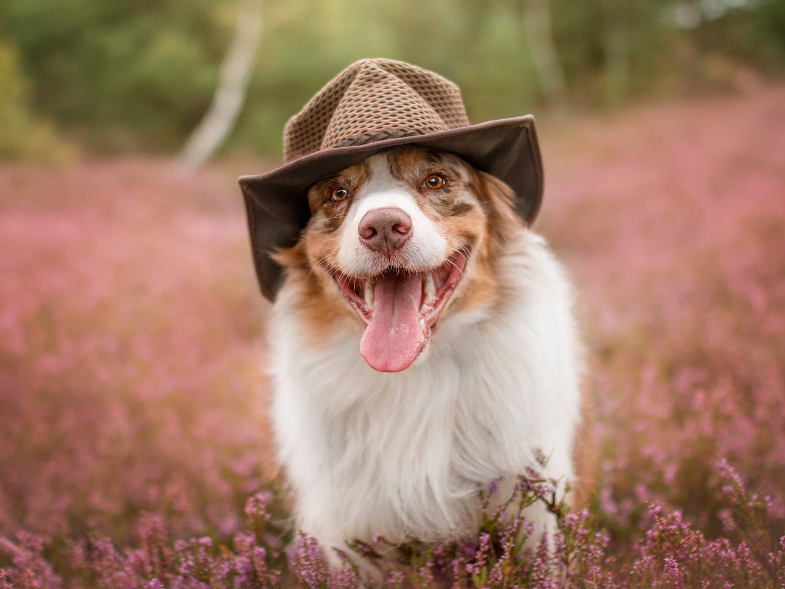 Австралийская овчарка в шляпе с высунутым языком на поле с цветами