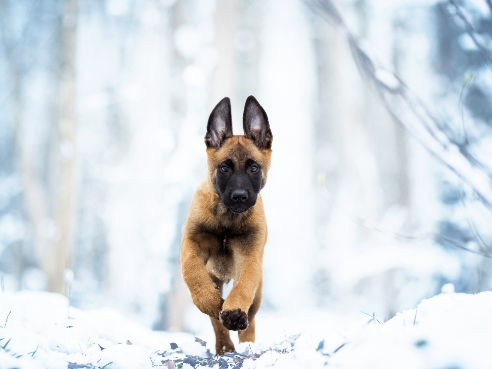 Бельгийская овчарка Малинуа бежит по белому снегу