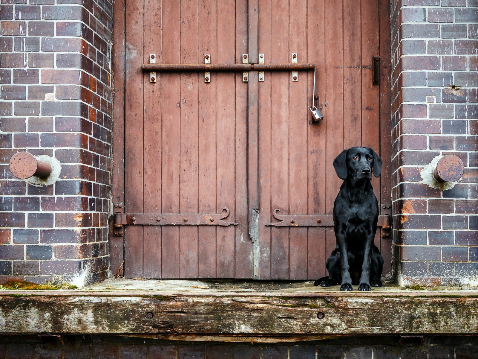 Черный лабрадор сидит у дверей 