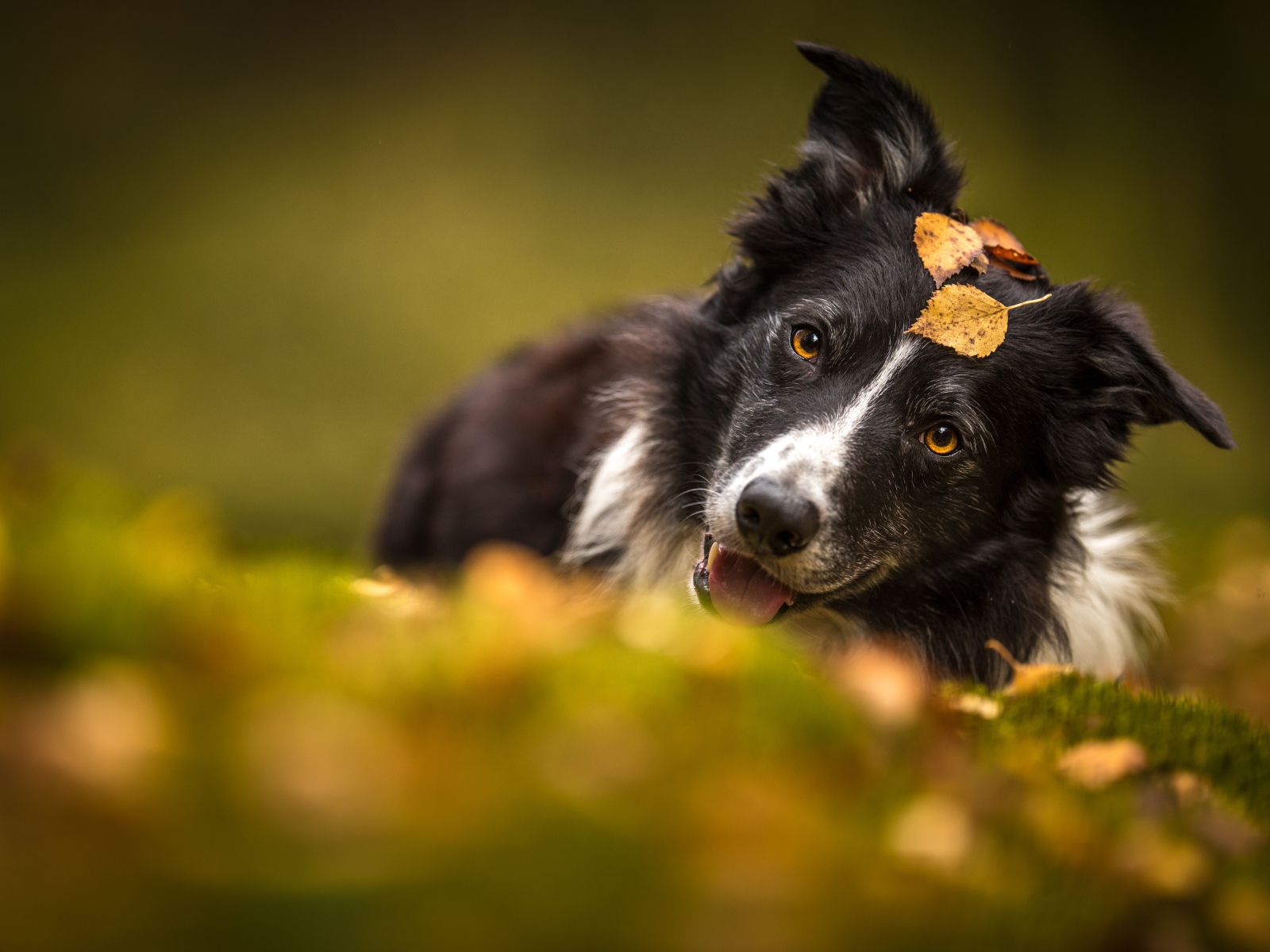 Собака породы бордер колли лежит на траве осенью