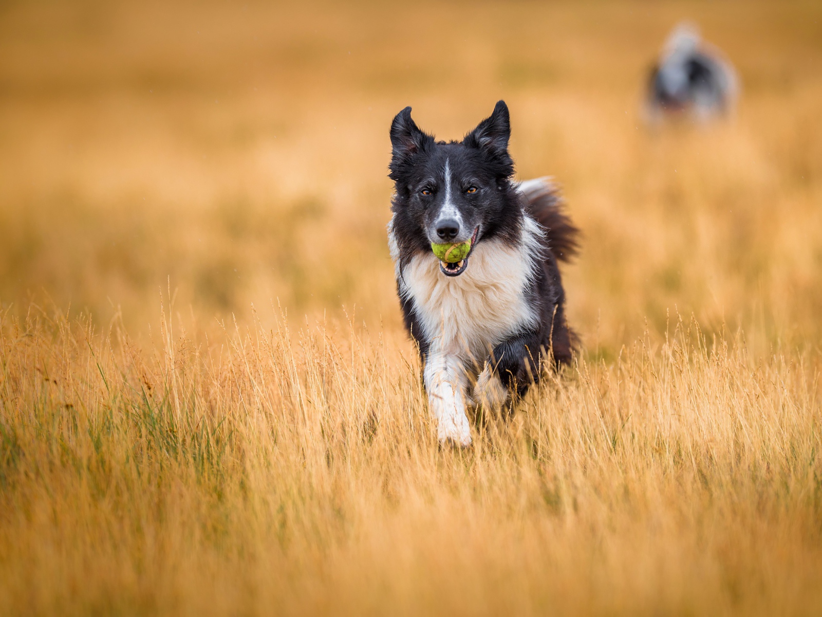 Собака породы бордер колли с мячиком во рту бежит по полю