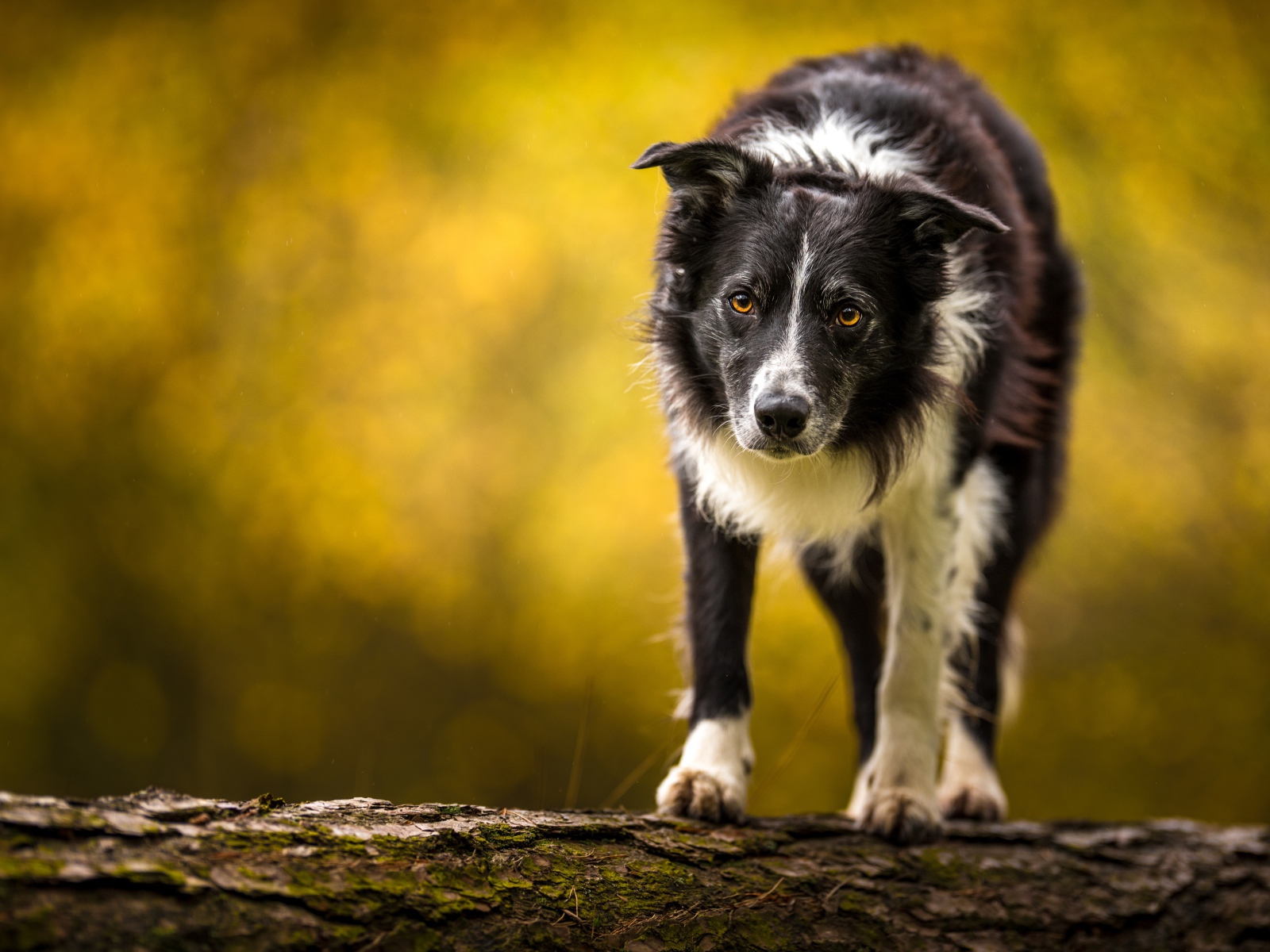 Бордер колли стоит на сухом дереве 