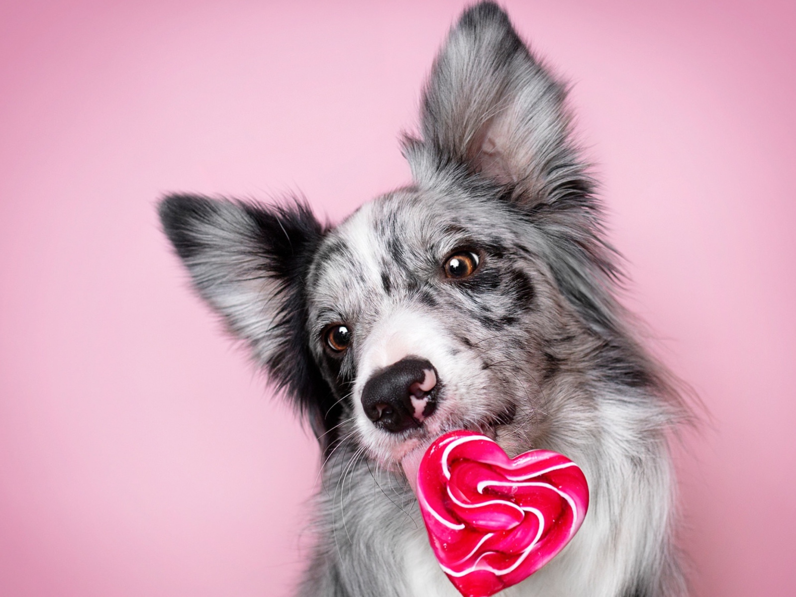 Собака породы бордер-колли с леденцом в форме сердца на розовом фоне