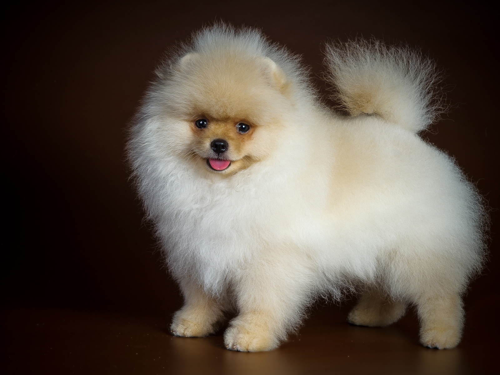 Пушистый забавный белый шпиц на коричневом фоне
