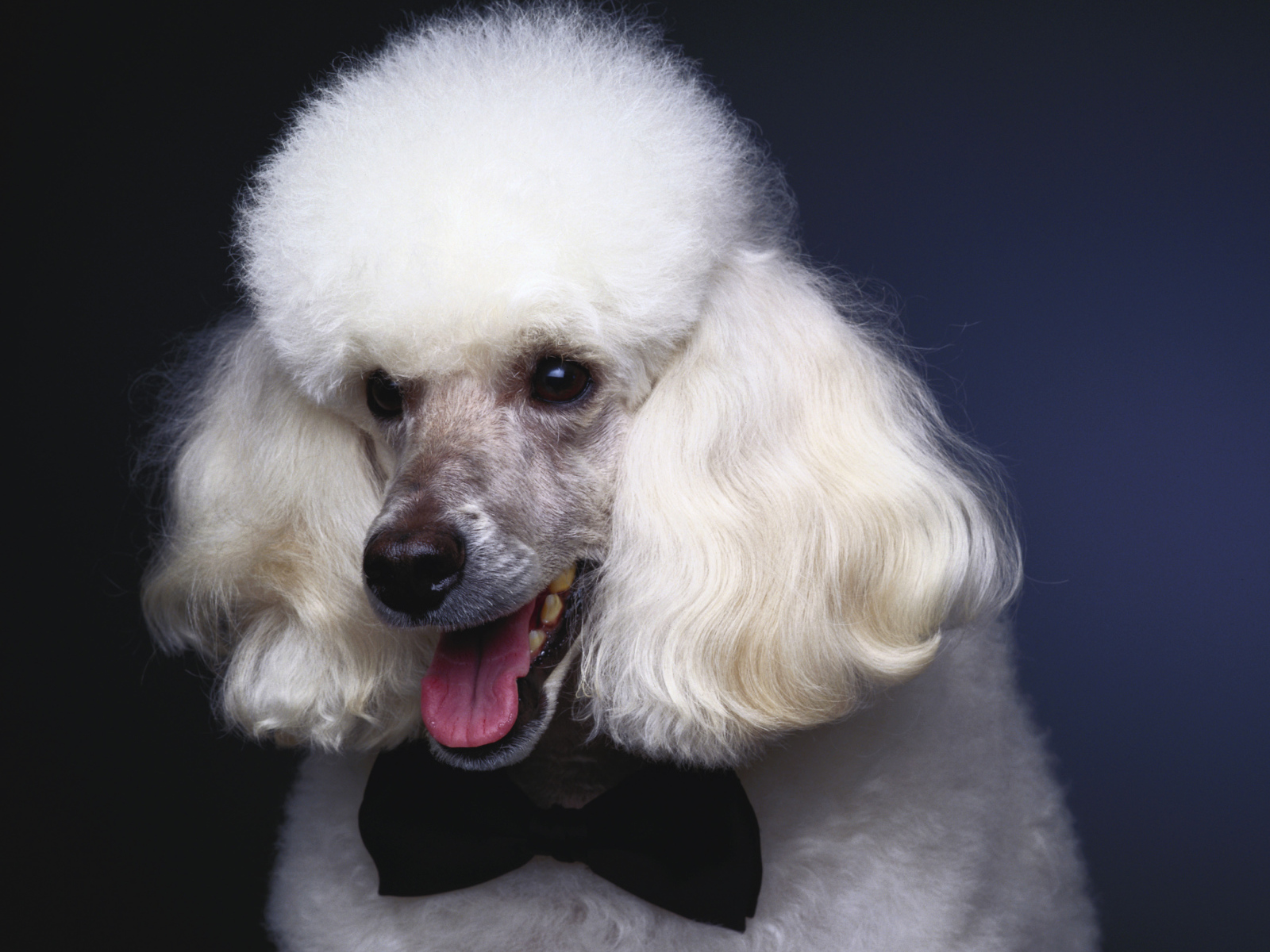 Пушистый белый пудель с черной бабочкой на шее