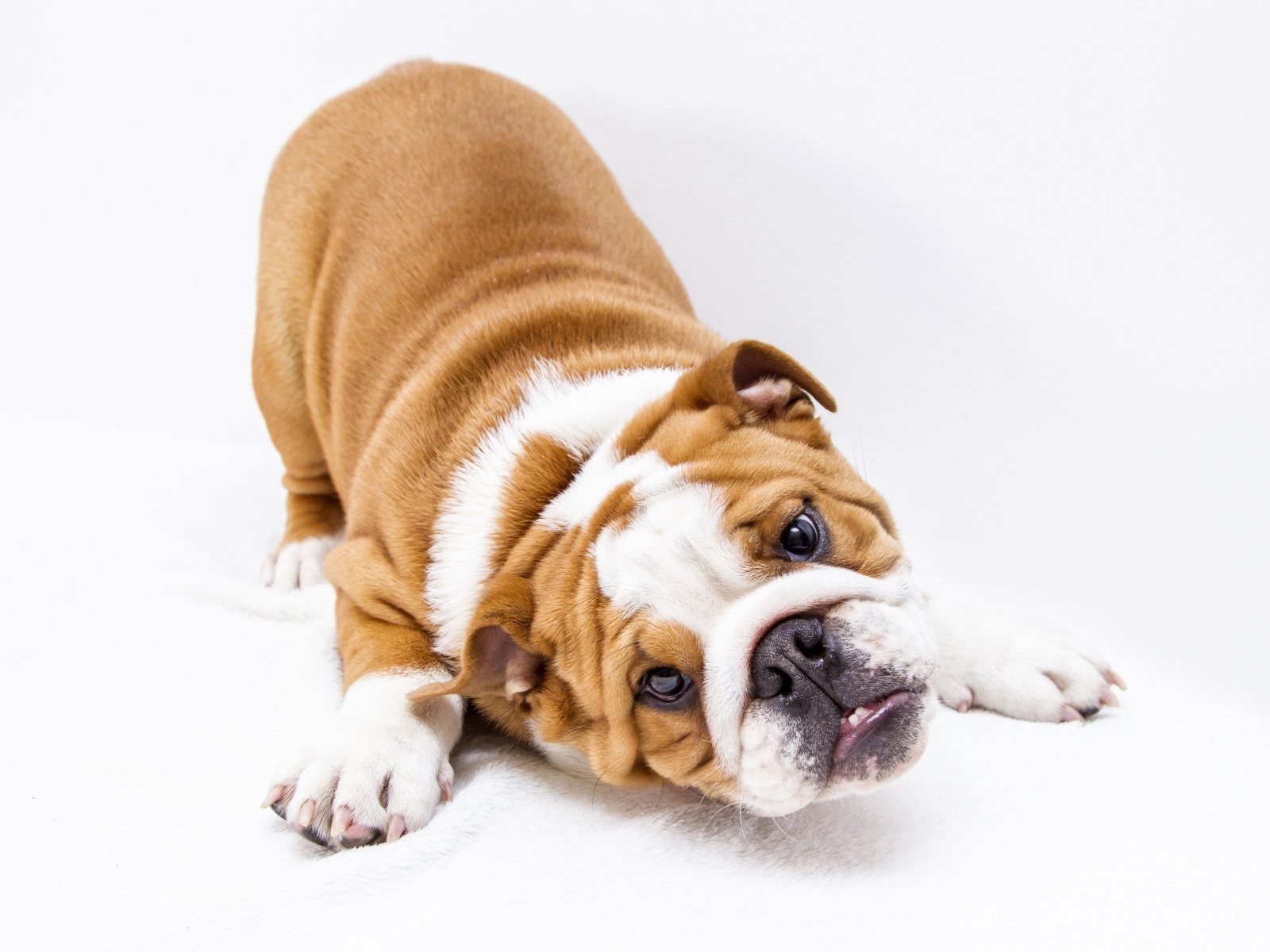 Забавный бульдог на белом фоне