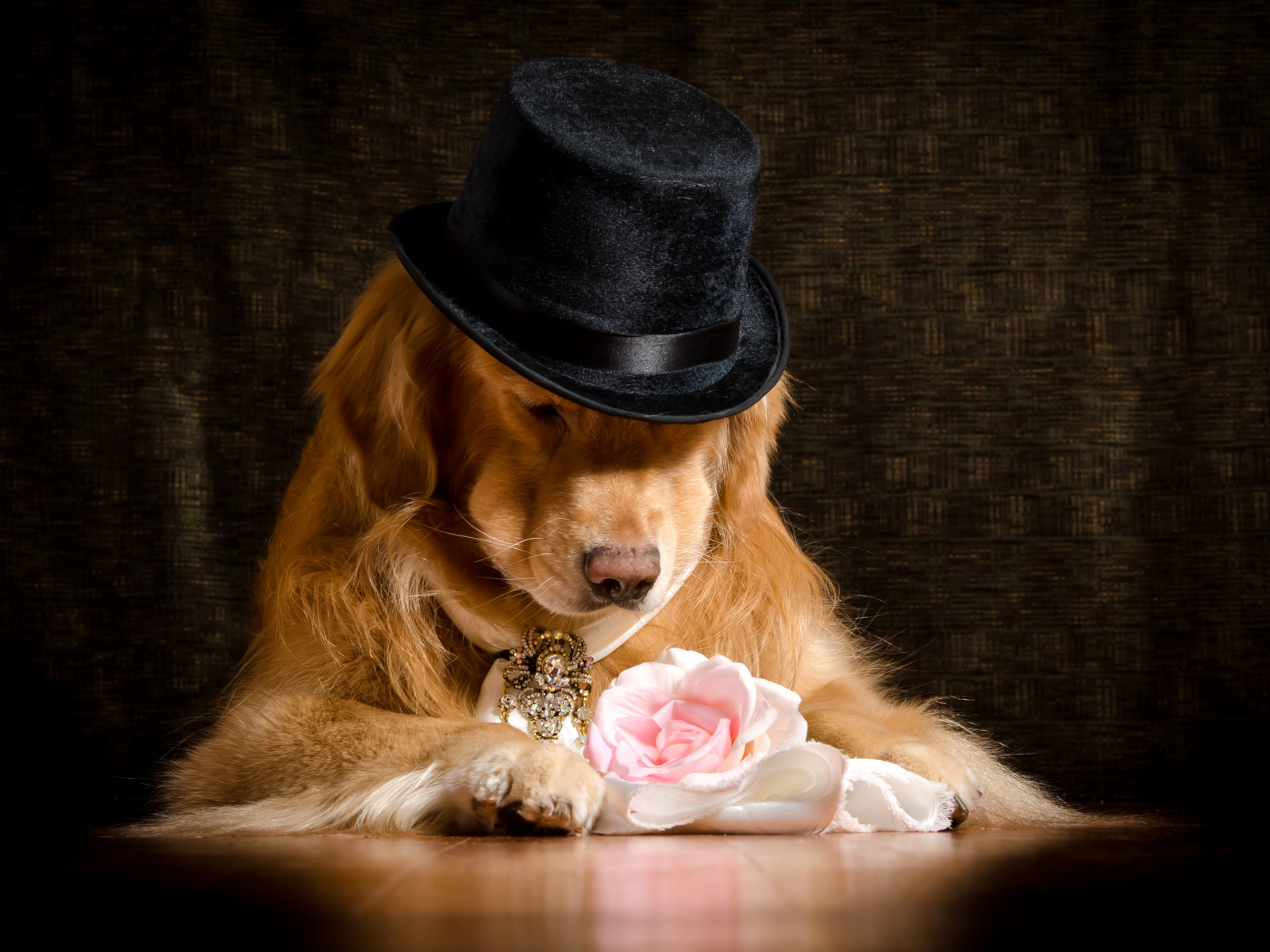 Золотистый ретривер в черной шляпе с розовой розой