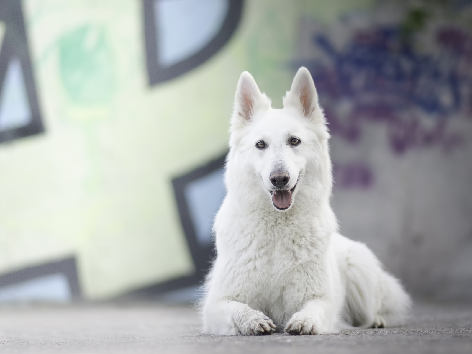 Большая белая овчарка с высунутым языком