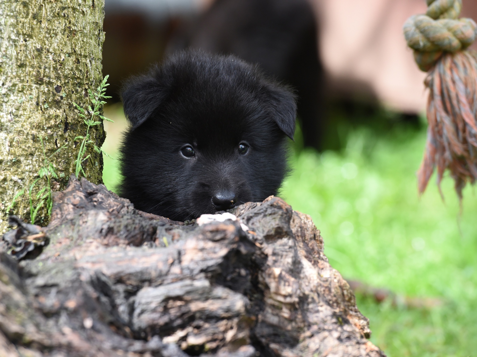 Маленький черный щенок бельгийской овчарки