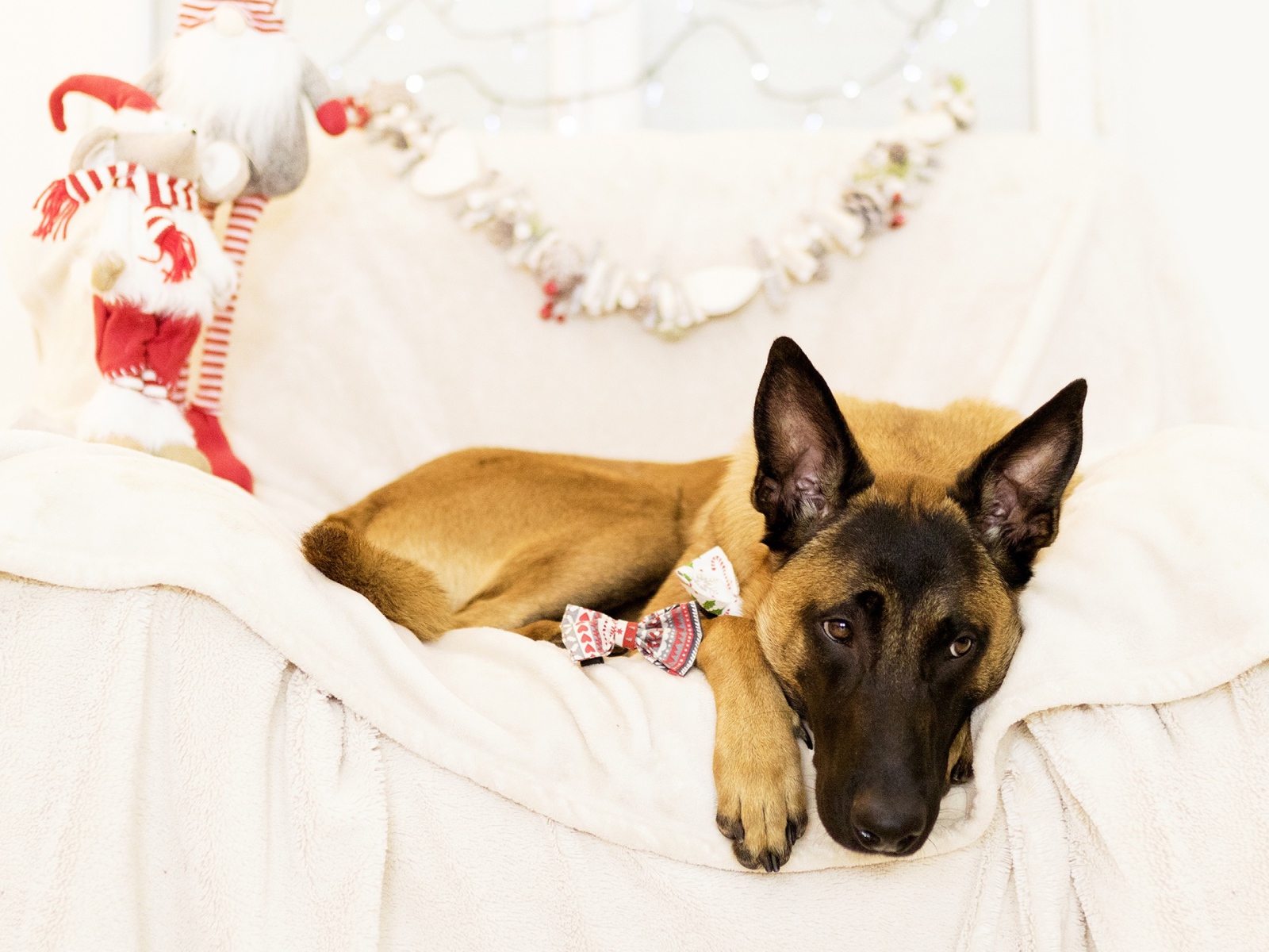 Бельгийская Овчарка Малинуа грустит на кровати