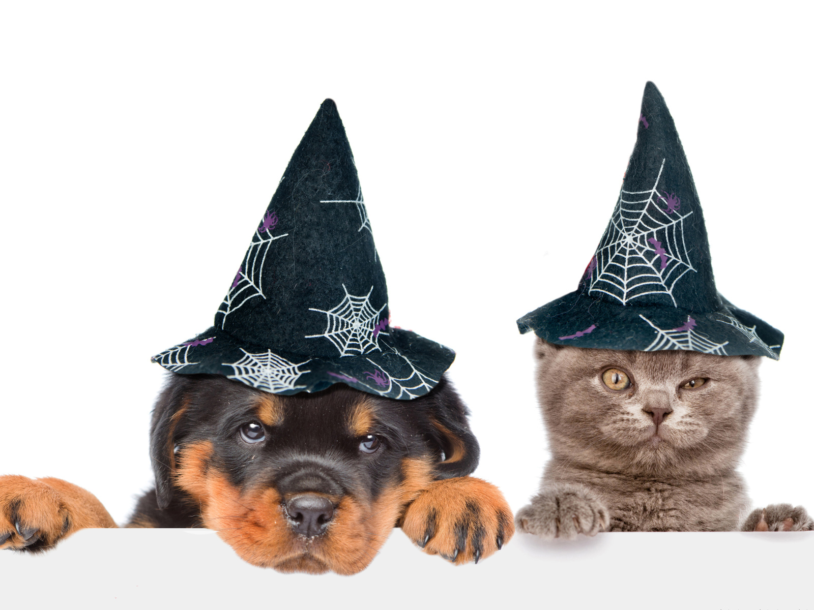 Щенок и котенок в колпаках на Хэллоуин 
