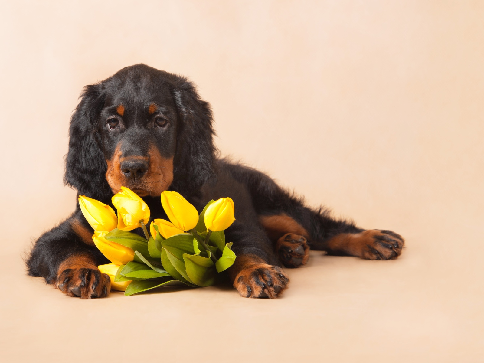 Грустный пес с букетом желтых тюльпанов