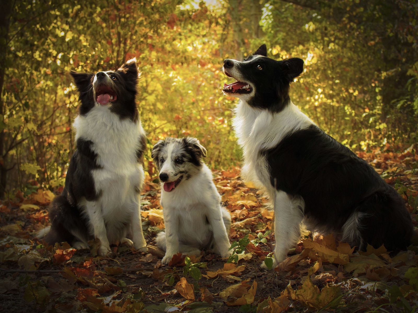 Три собаки породы Бордер-колли в осеннем лесу