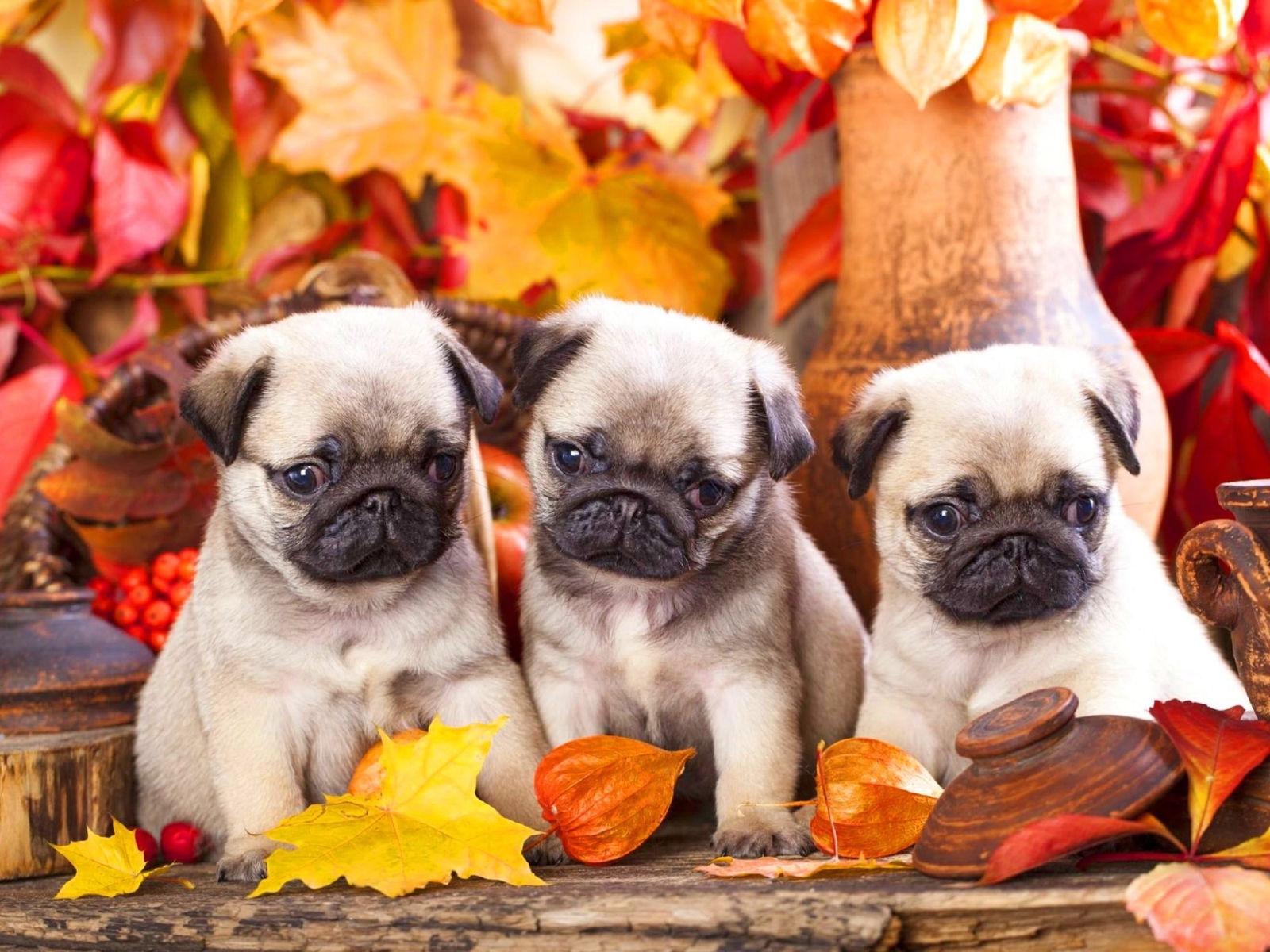 Три маленьких мопса сидят на фоне осенних листьев