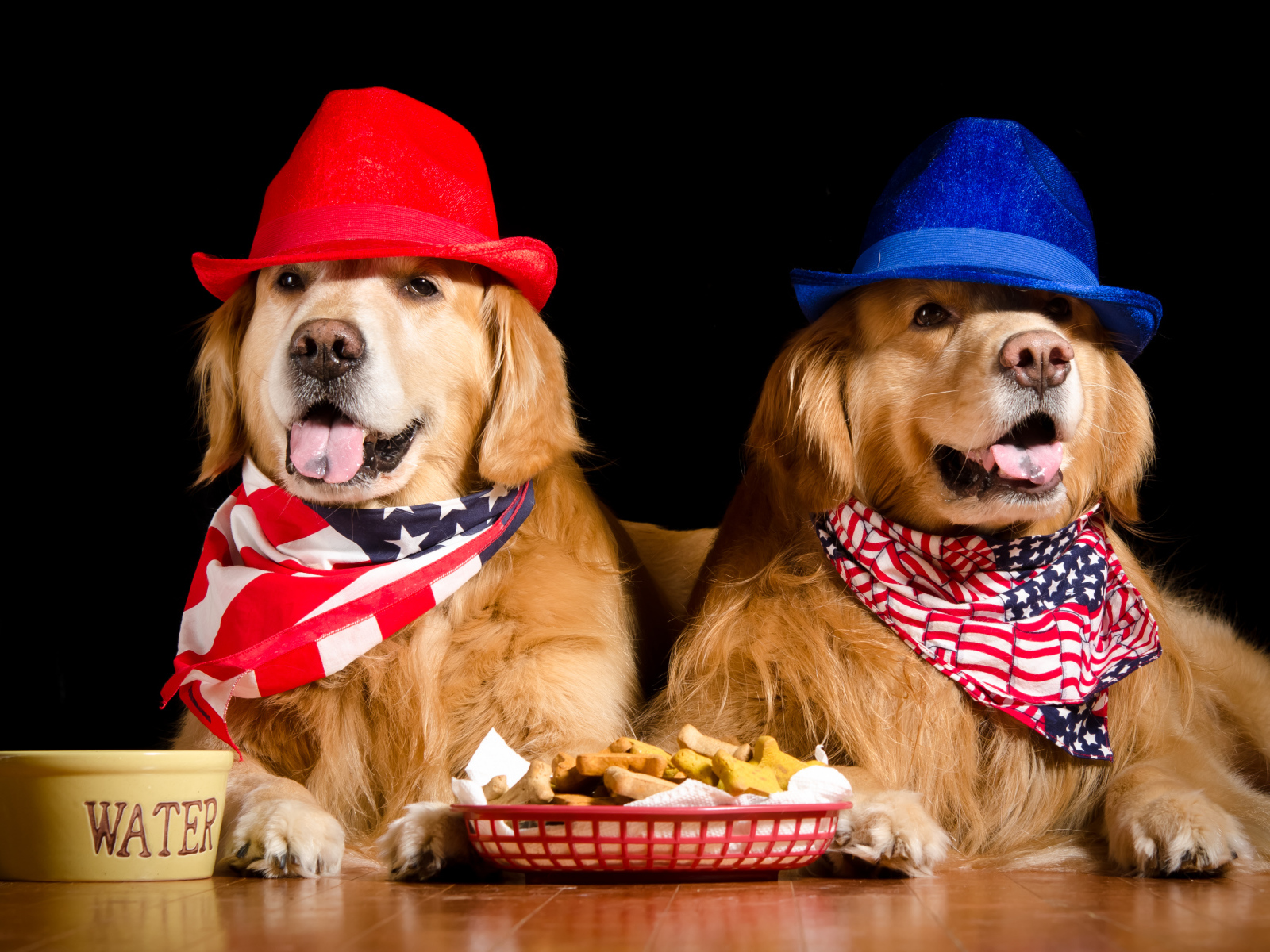 Два золотистых ретривера в шляпах на черном фоне