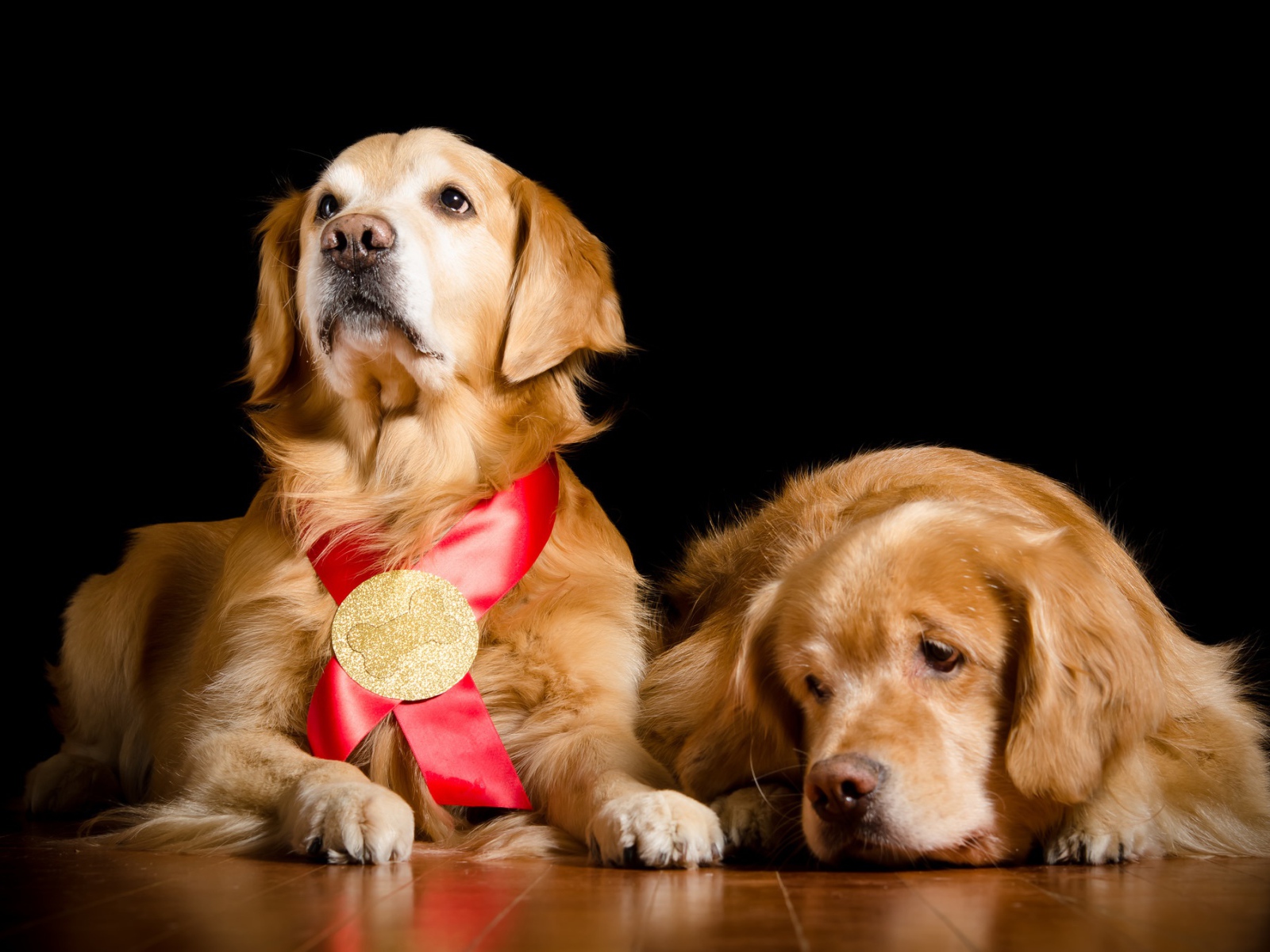 Two golden retriever on the floor on a black background