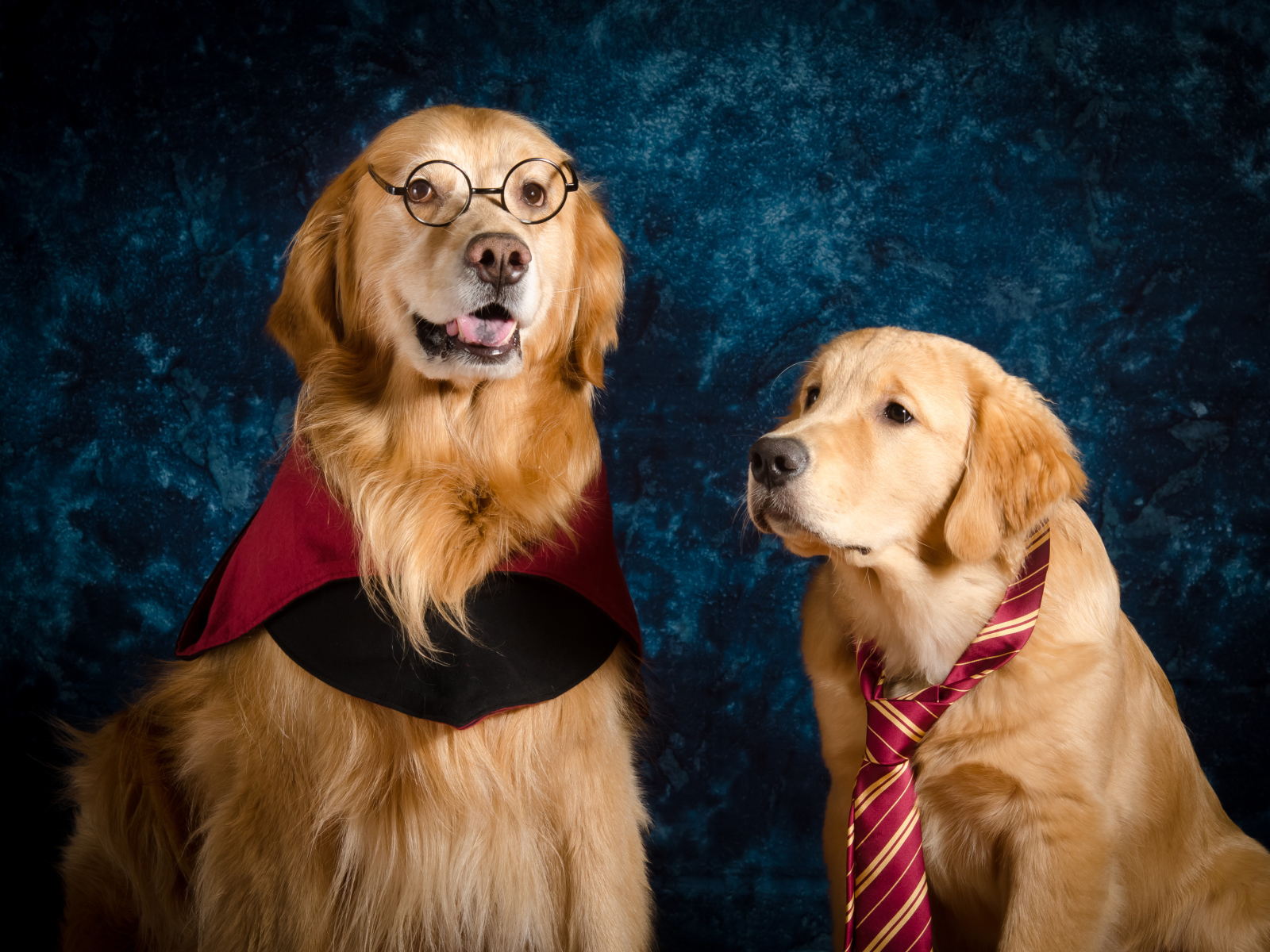 Два золотистых ретривера сидят на фоне синей стены 