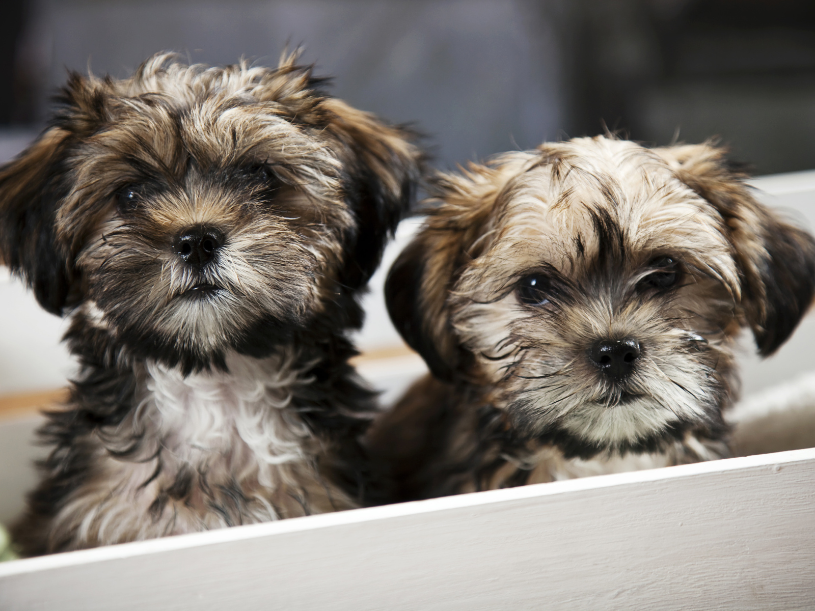 Два щенка шпица в коробке