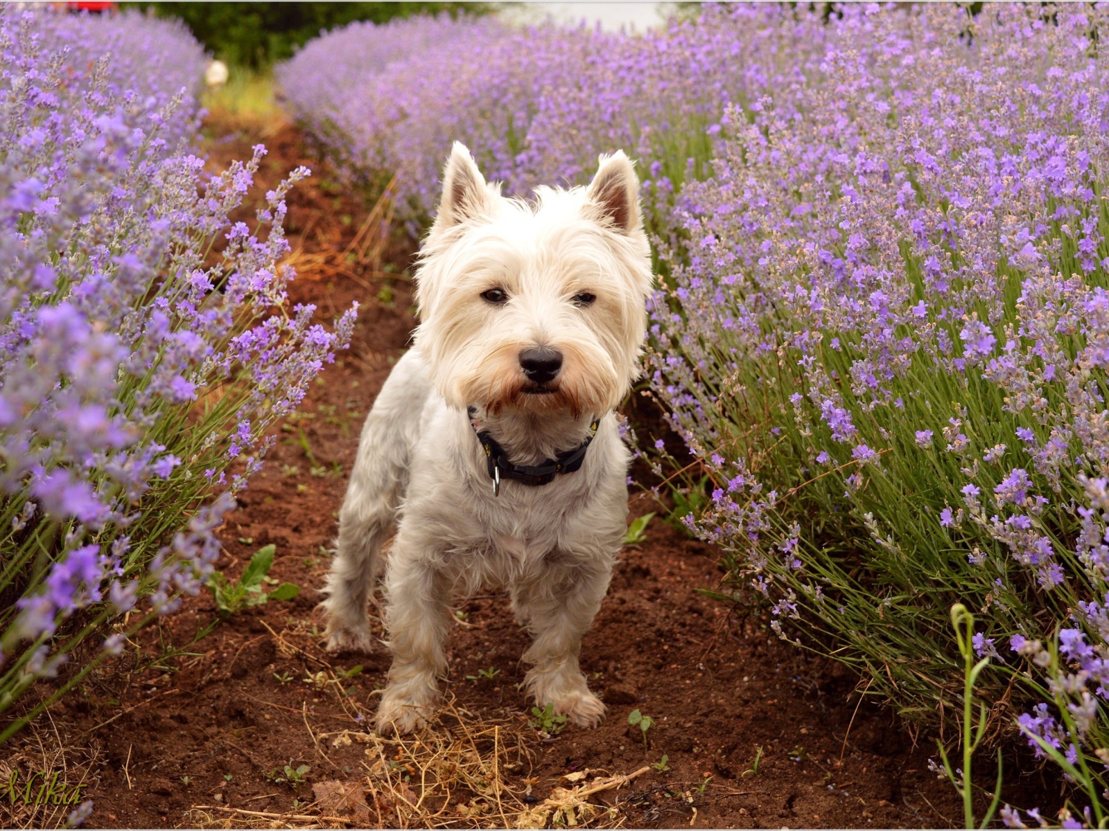 Вест хайленд уайт терьер стоит на дорожке у цветов лаванды