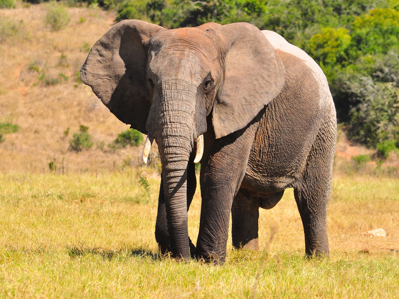 Большой серый кот идет по траве 