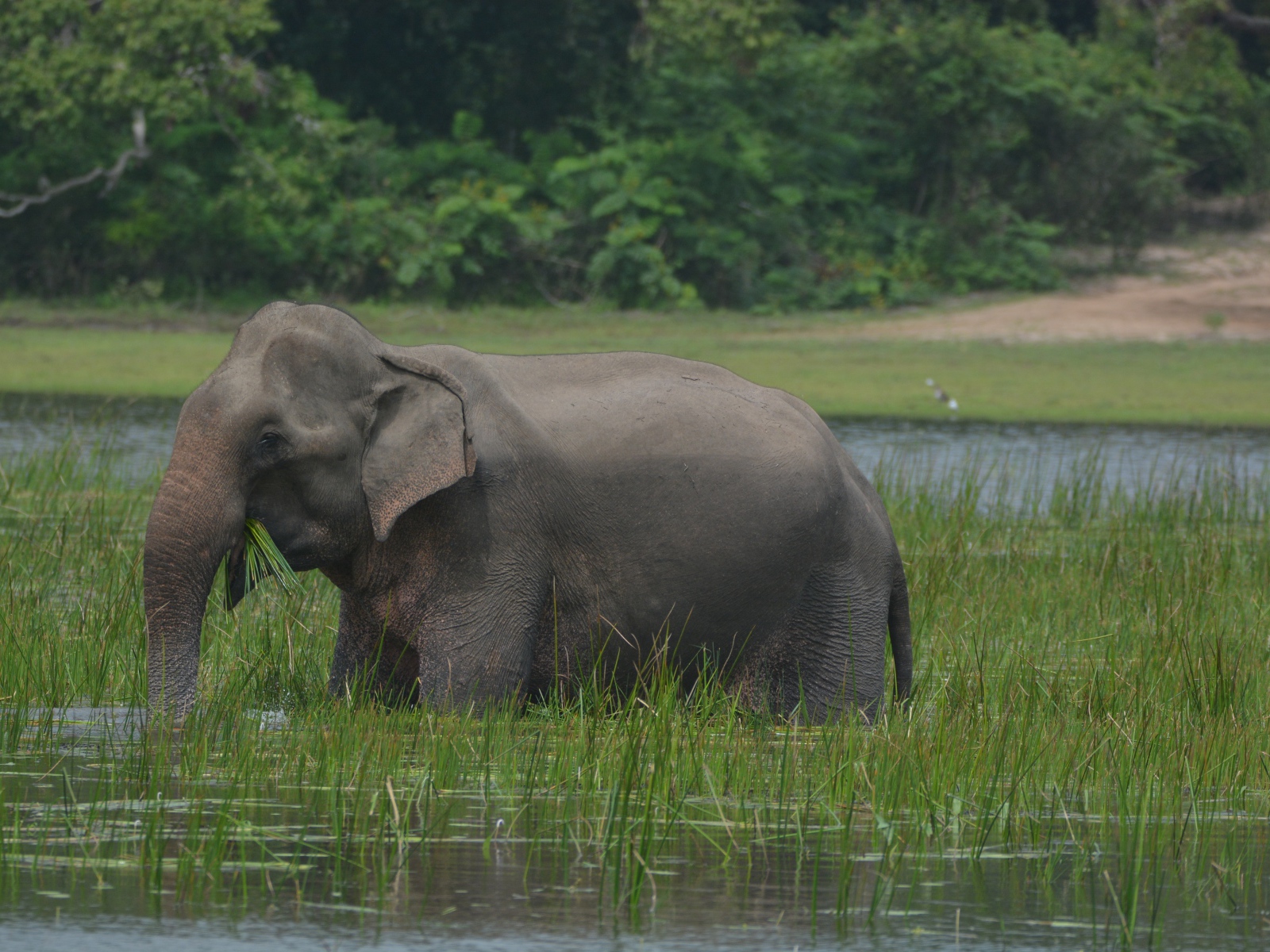 Серый слон стоит в воде с зеленой травой