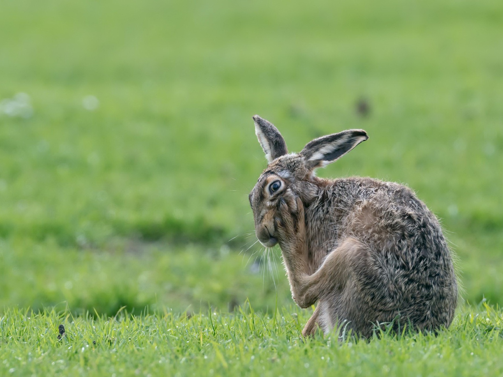 Big gray hare scratches a paw on green grass