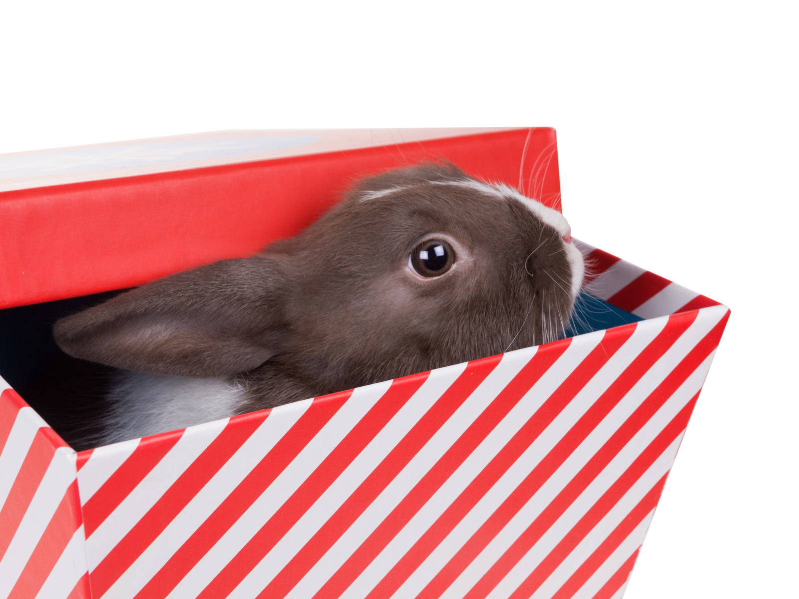 Декоративный кролик сидит в коробке на белом фоне