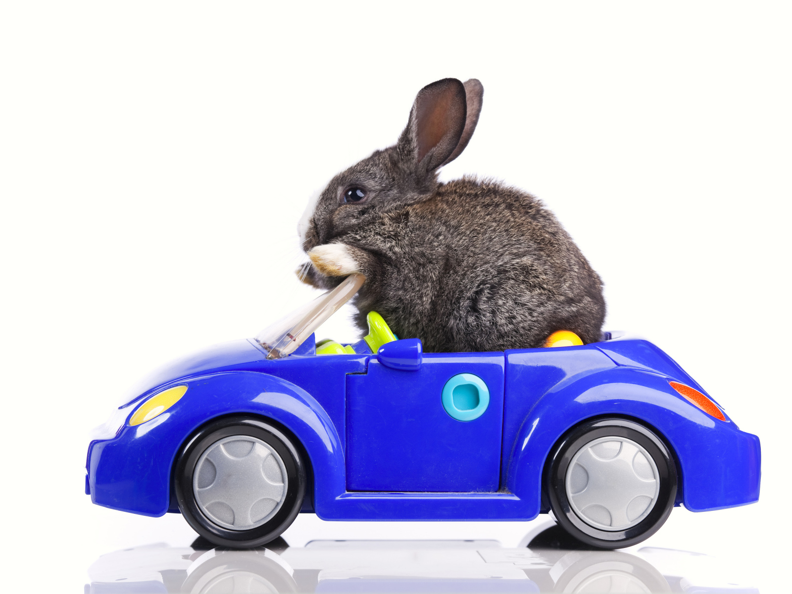 Серый декоративный кролик в игрушечной машинке на белом фоне