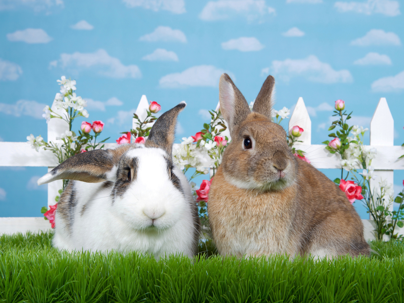 Два декоративных кролика на зеленой траве у забора 