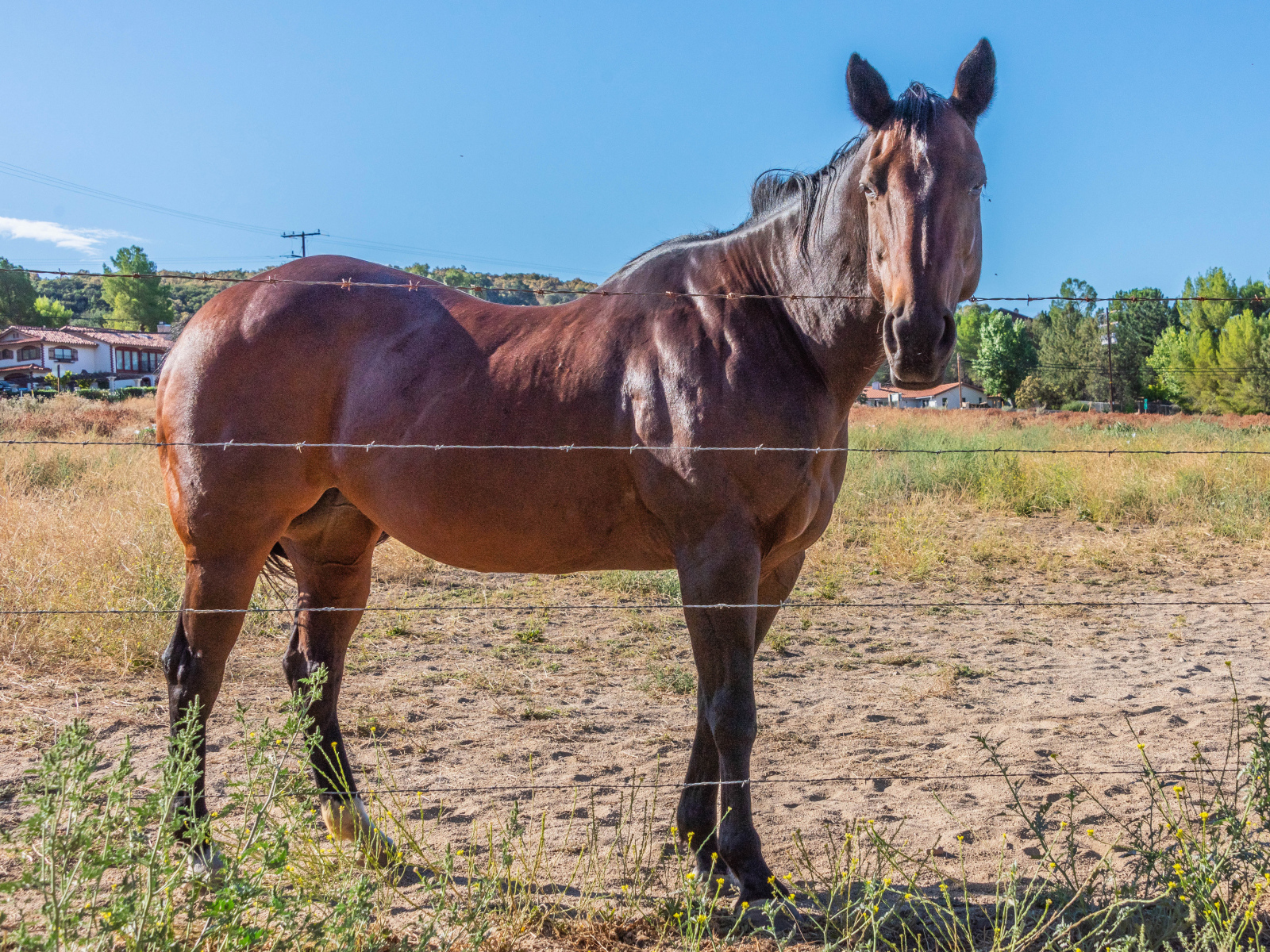 Большая коричневая лошадь на ферме