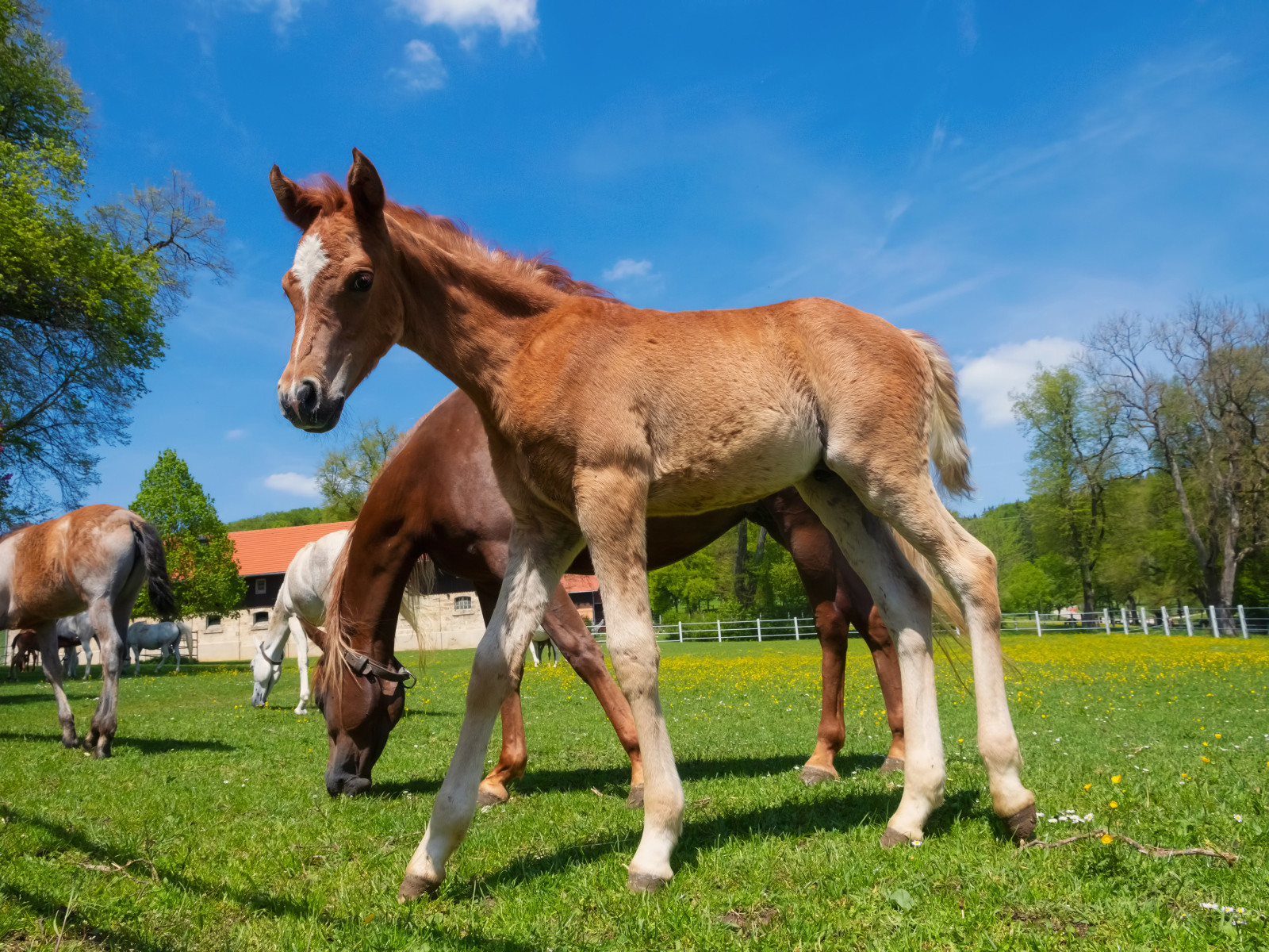Жеребенок на ферме с лошадьми на фоне голубого неба